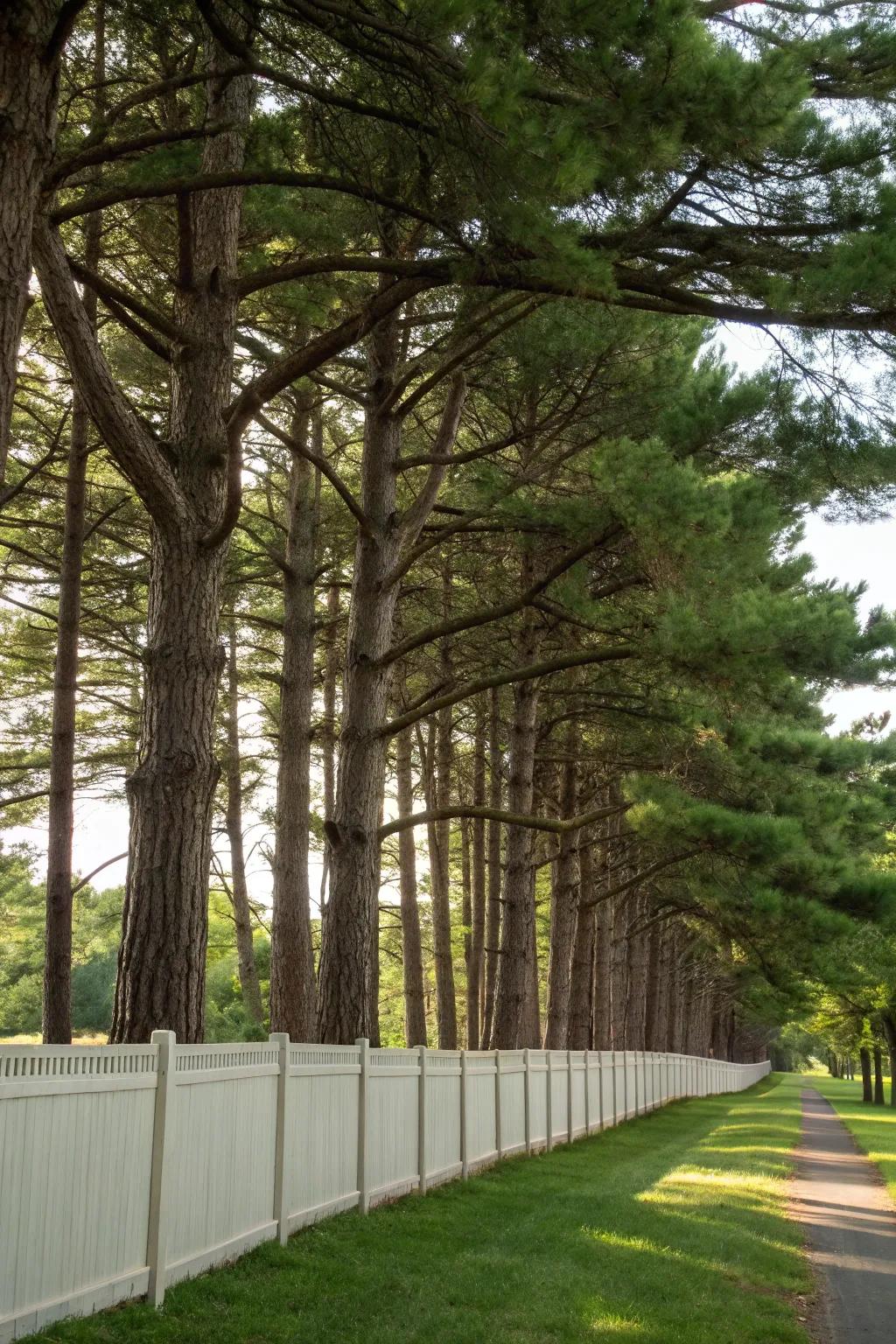 Eastern White Pine offers shade and privacy.