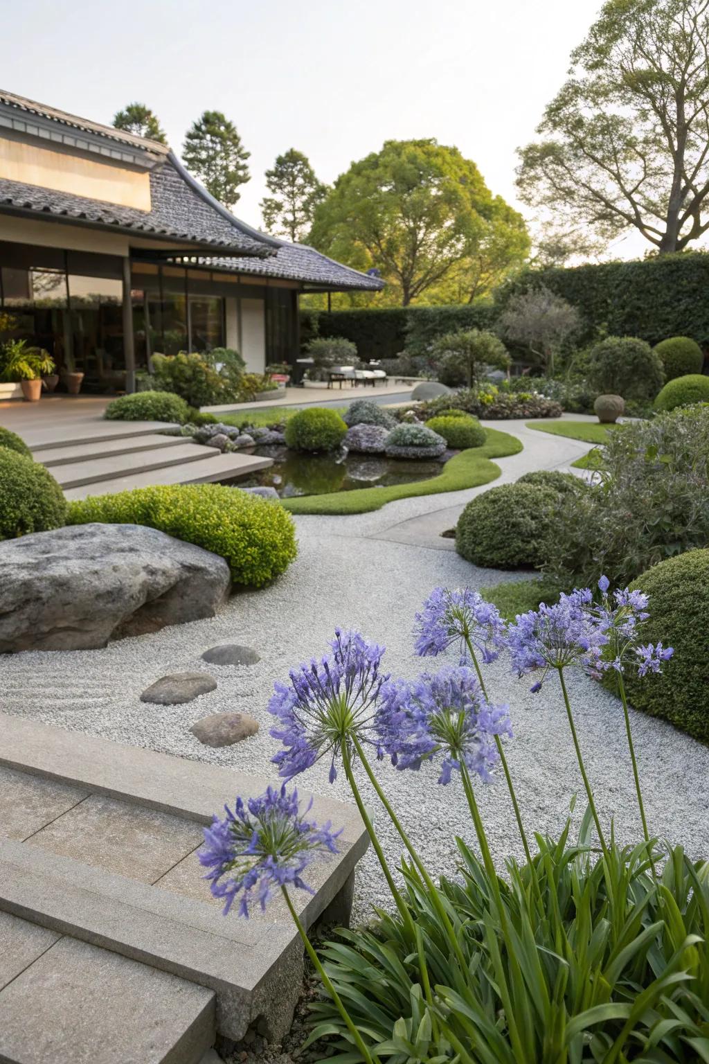 Enhance tranquility in Zen gardens with agapanthus.
