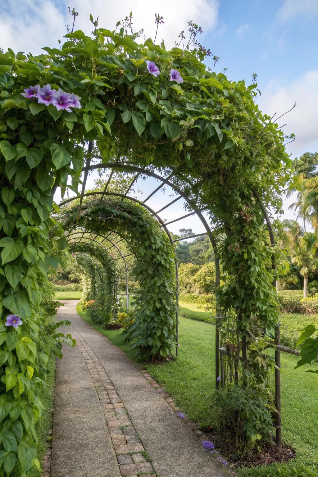 A mini tropical oasis with a passionflower-covered trellis.