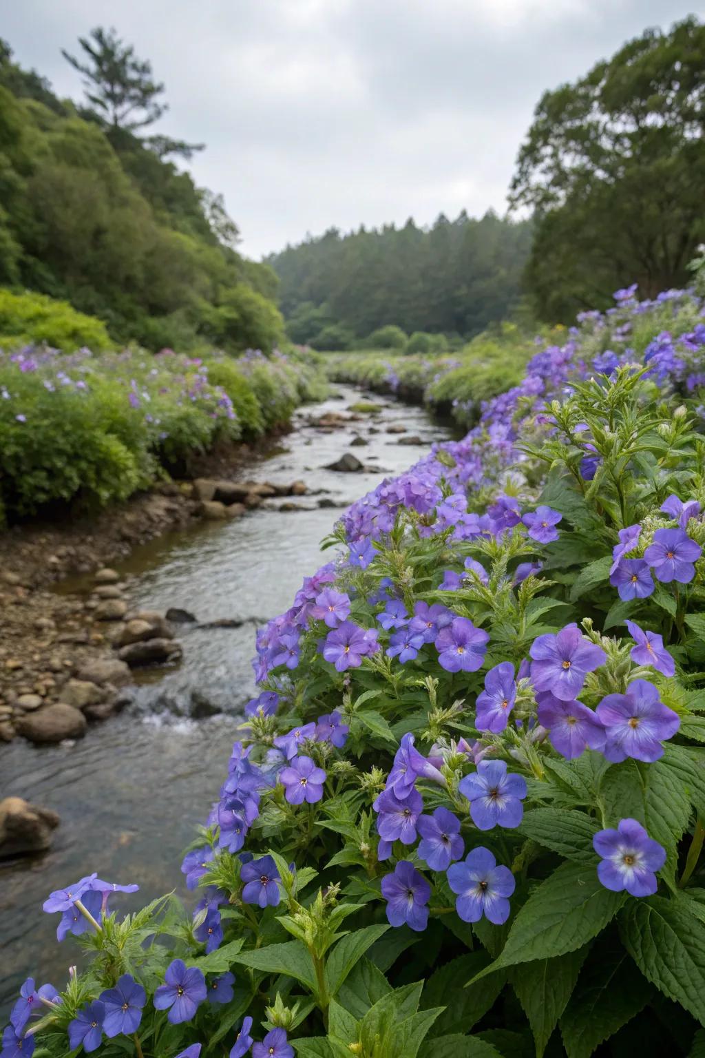 Monkey Flowers adding vibrant color to a streamside garden.