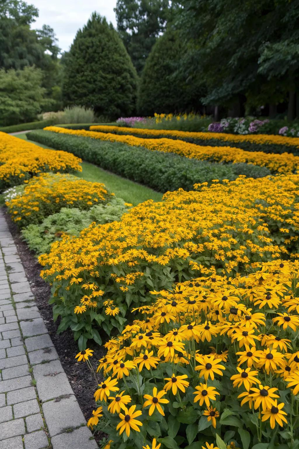 Creative color blocking with black-eyed Susans.