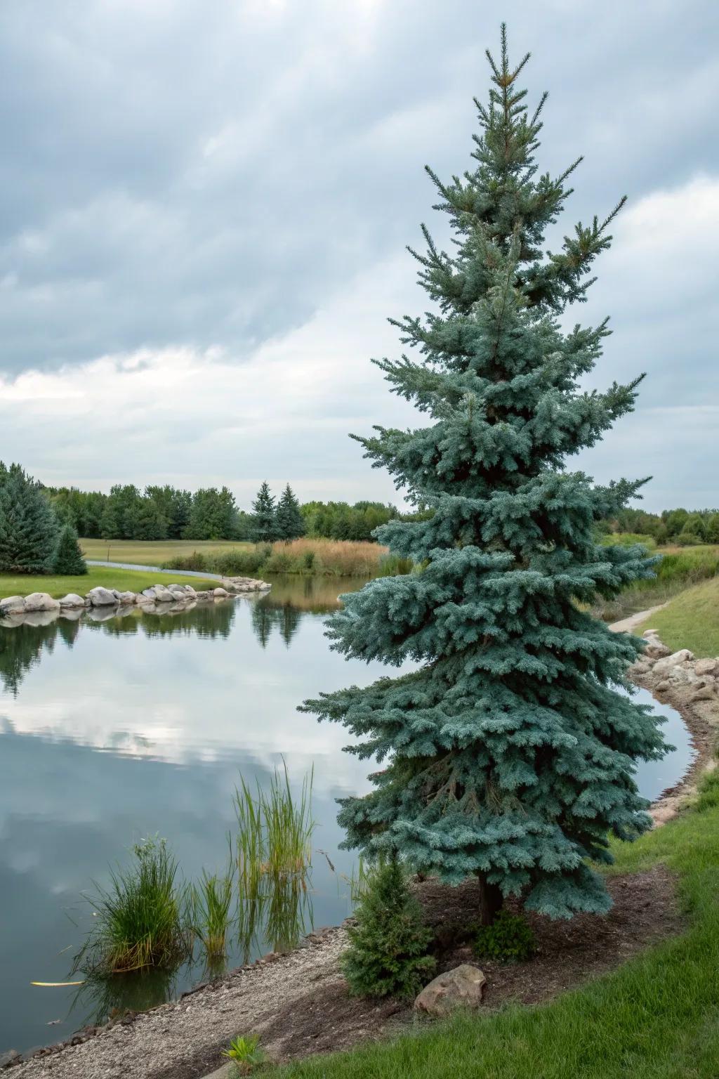 Water features beautifully enhance the presence of blue spruce.