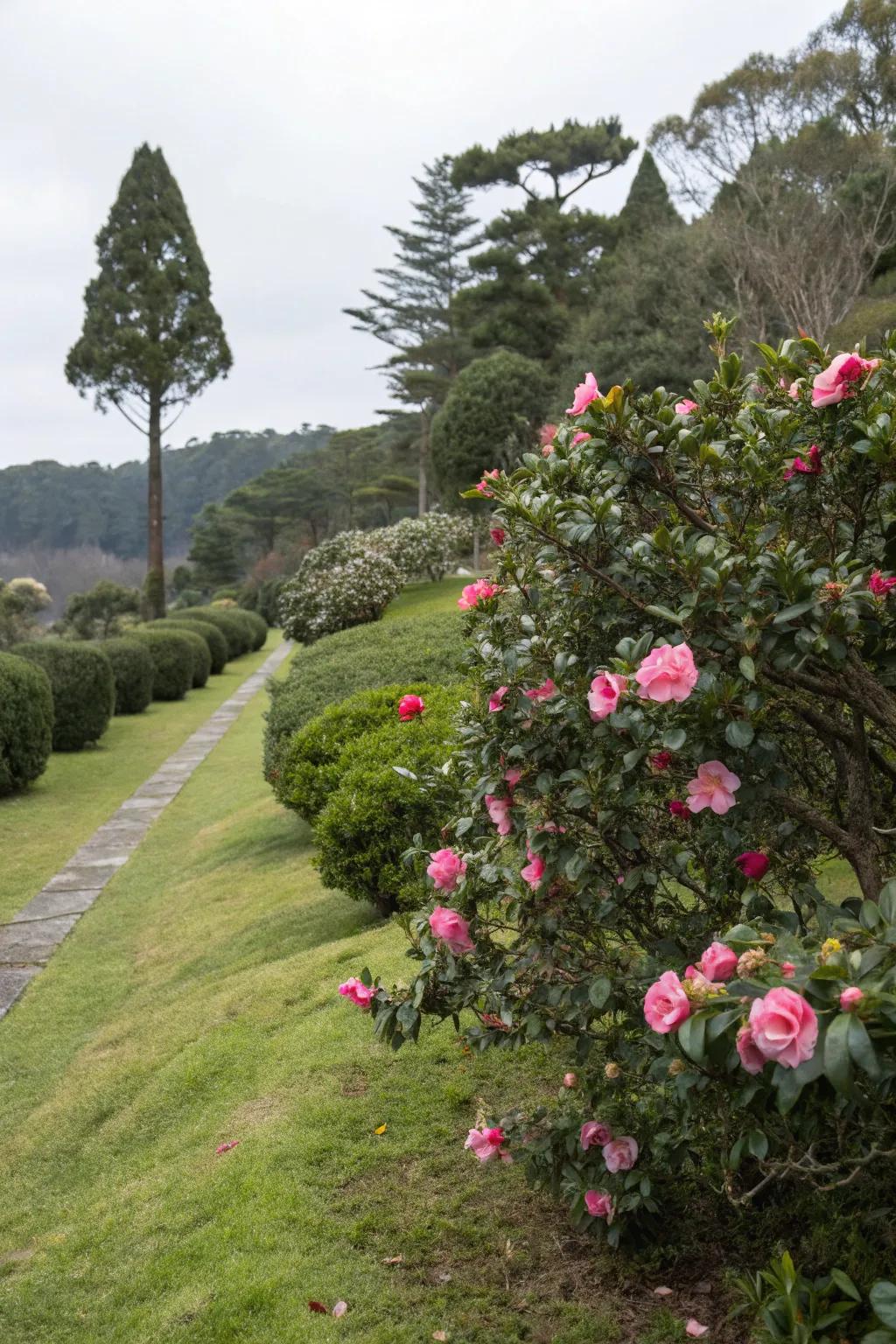 Camellias create harmony when mixed with grass and evergreens.