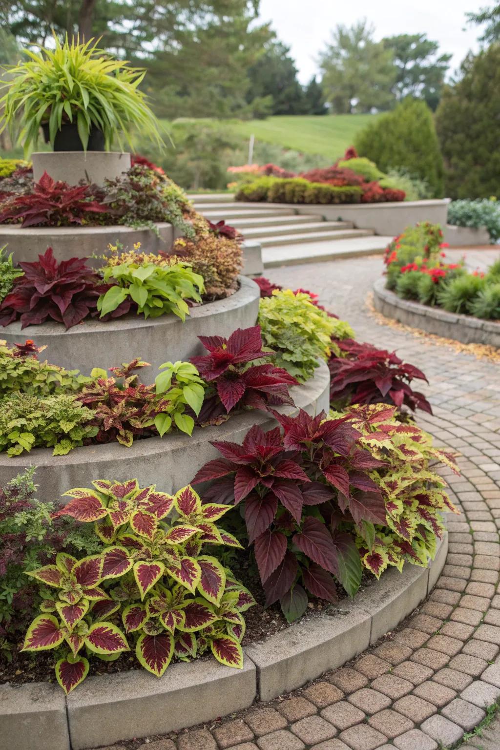 Layered coleus add depth to garden designs.