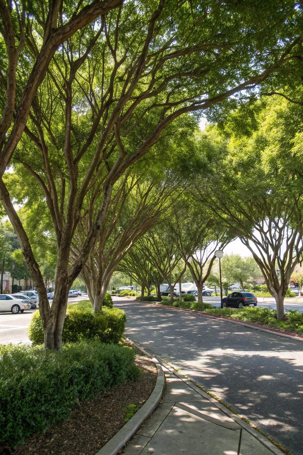 Multi-stemmed trees create a private canopy.