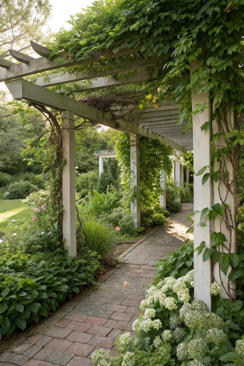 Vines create a natural, shady canopy over a pergola.