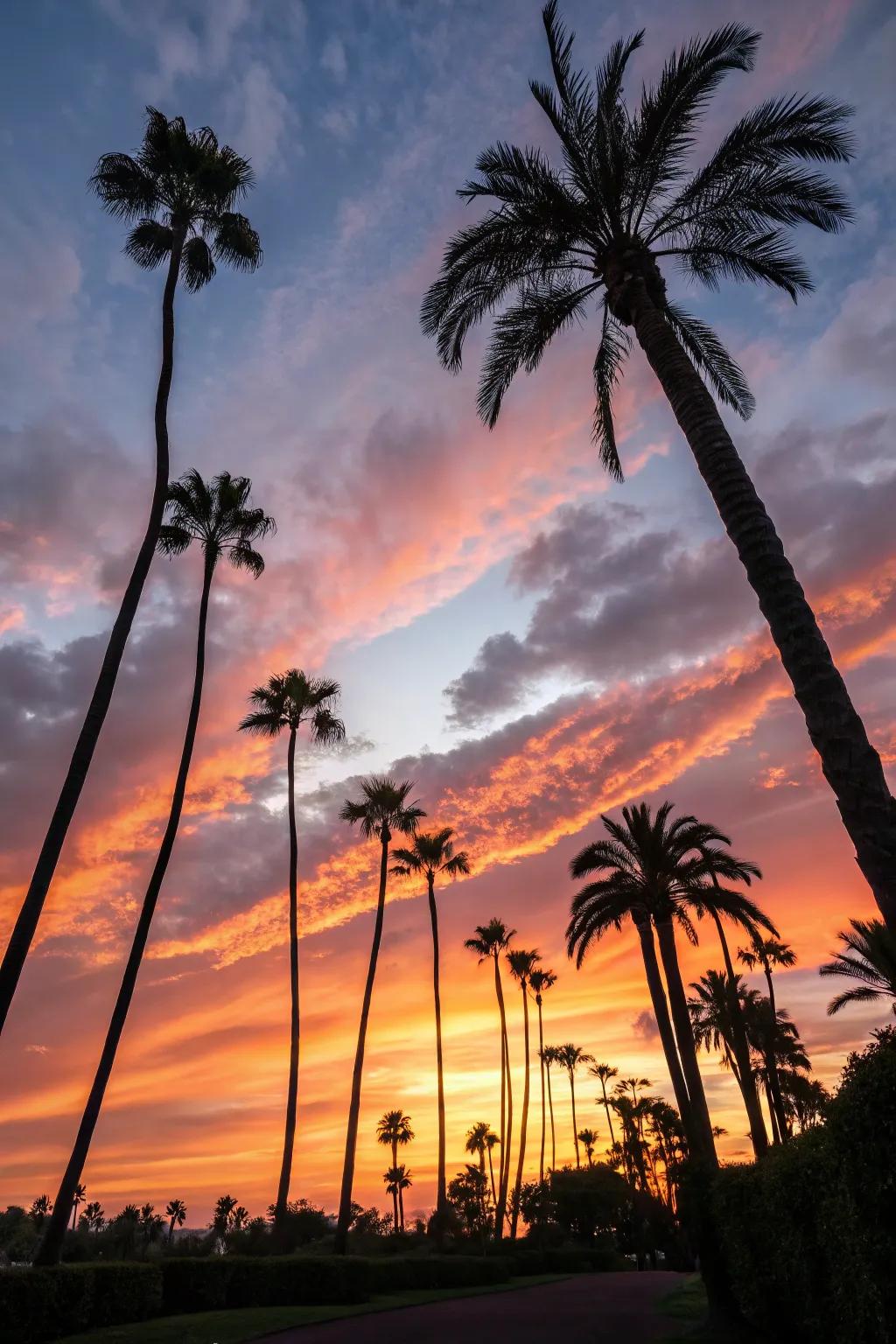 Stunning sunset silhouettes with foxtail palms.