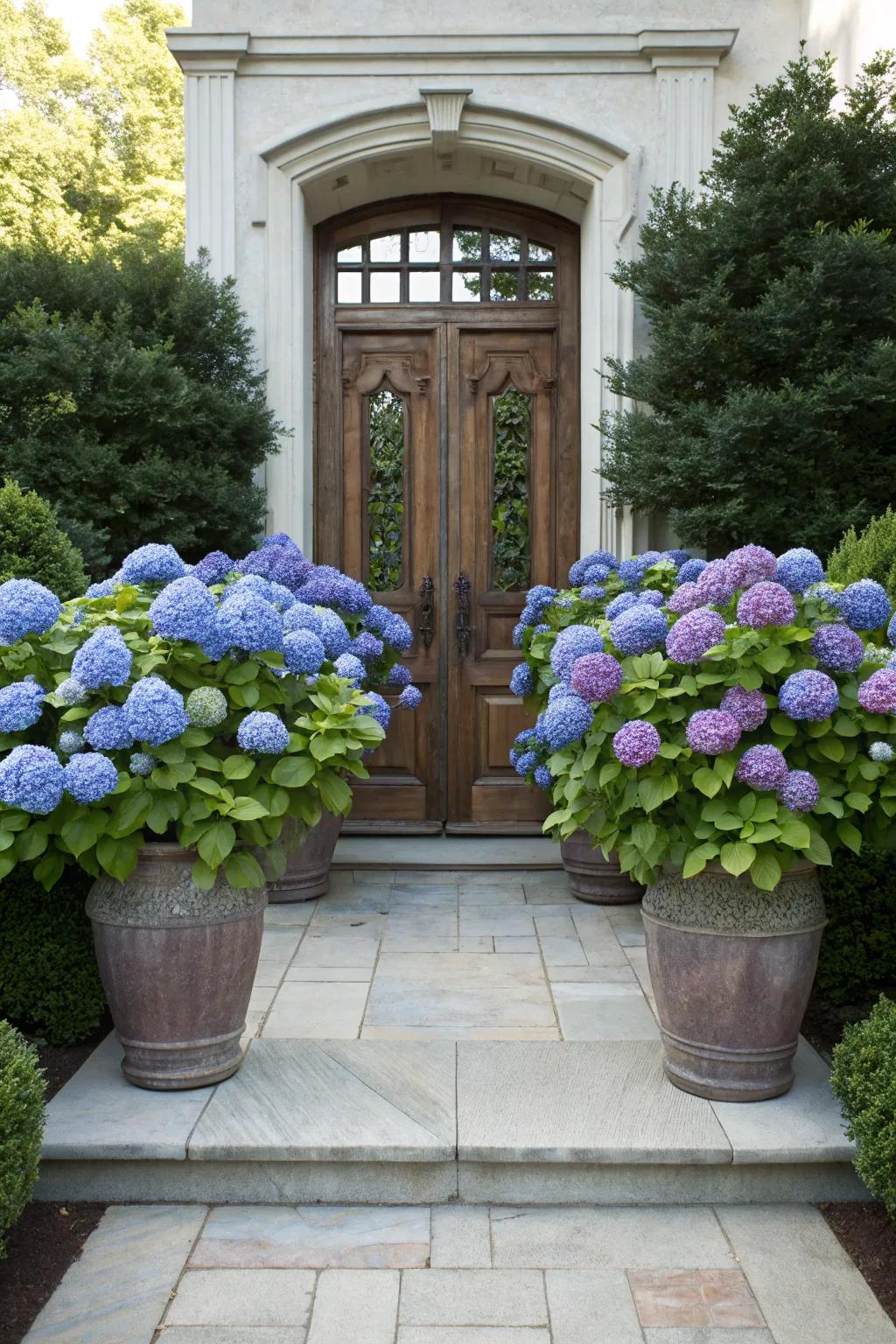 Hydrangeas offer soft elegance with their stunning blooms.