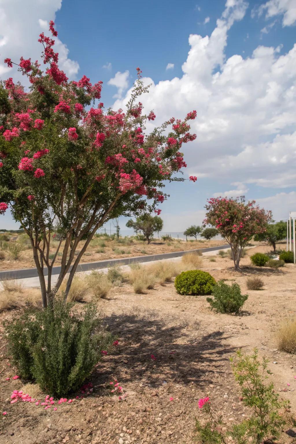 Crepe myrtles offer beautiful, water-wise landscaping solutions.