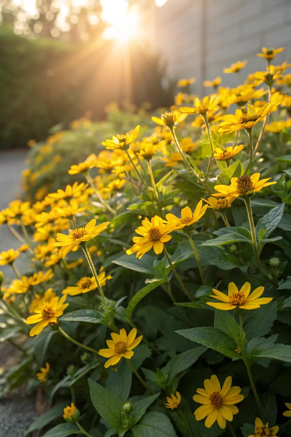 Melampodium offers a daisy-like charm in this cheerful garden bed.