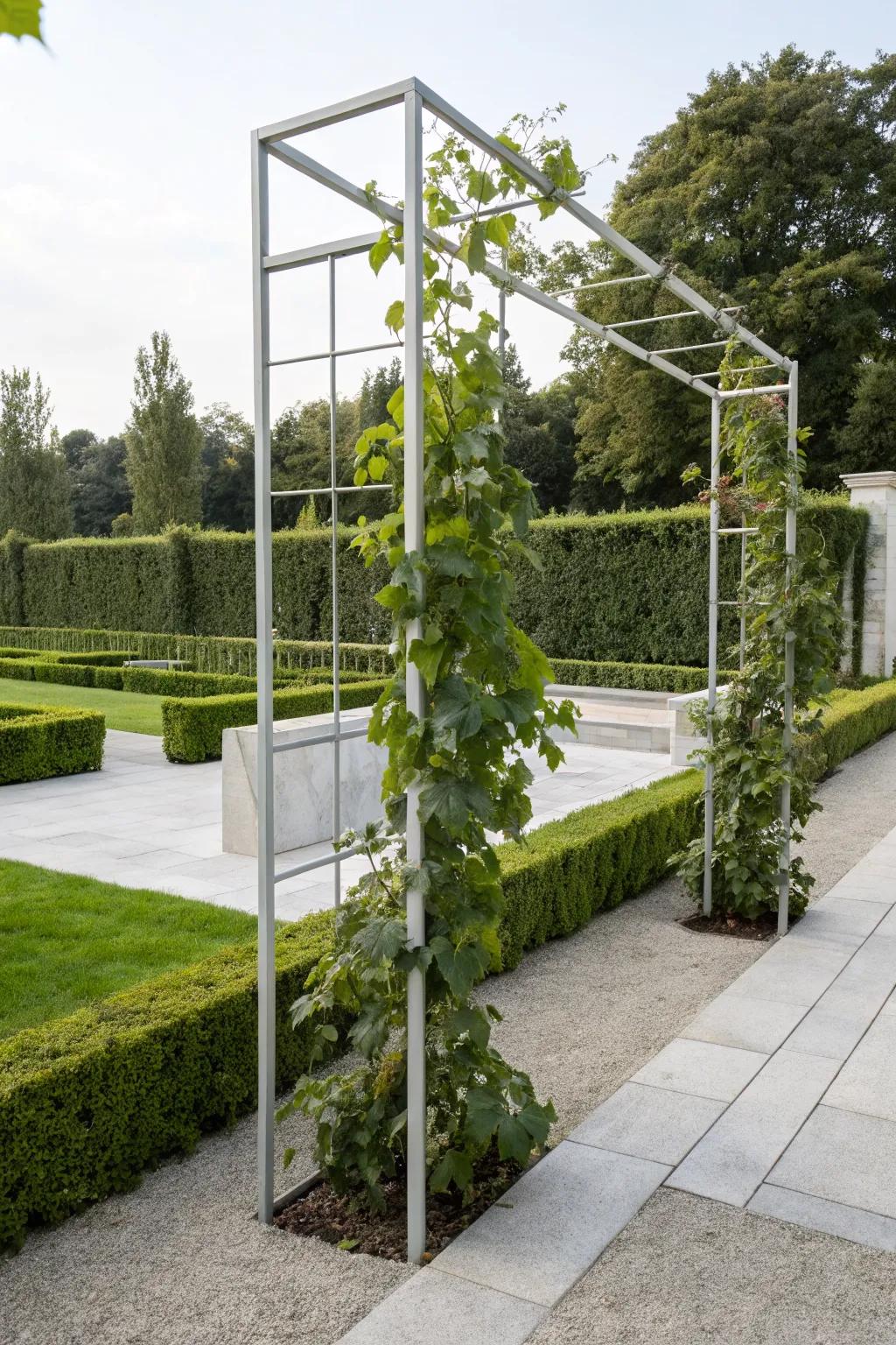 A minimalist metal frame trellis offering modern elegance for grape vines.