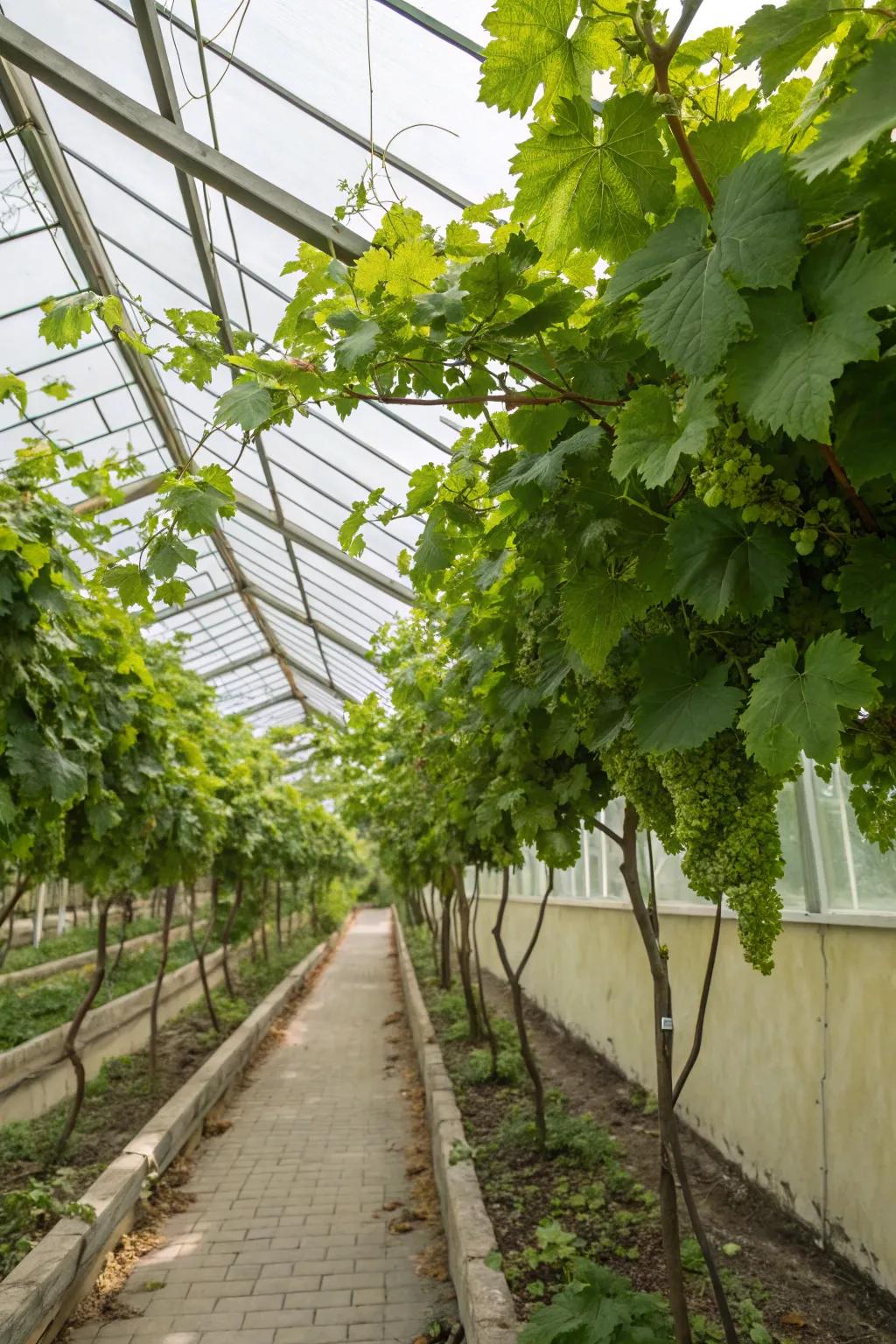 A grapevine trellis thriving inside a greenhouse, extending the growing season.
