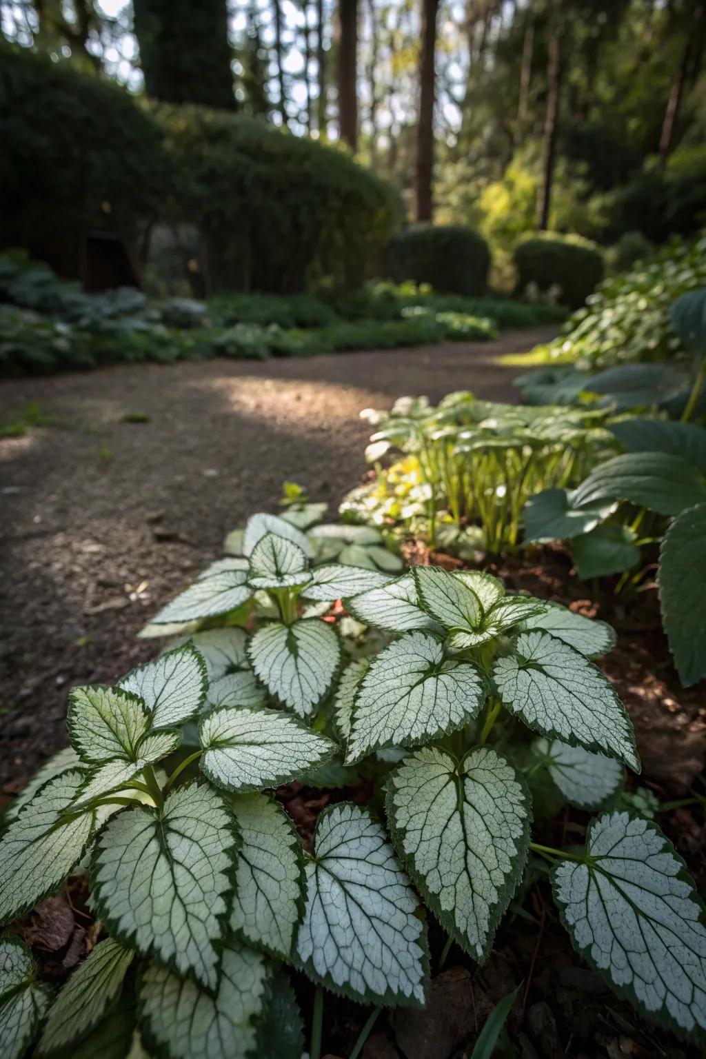Shaded garden area enhanced by the colorful foliage of dead nettle.
