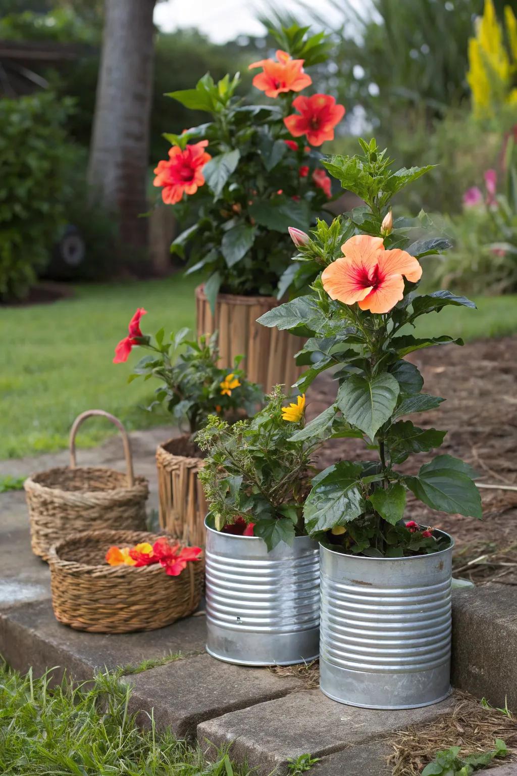 Unusual containers lend whimsy to a hibiscus garden display.