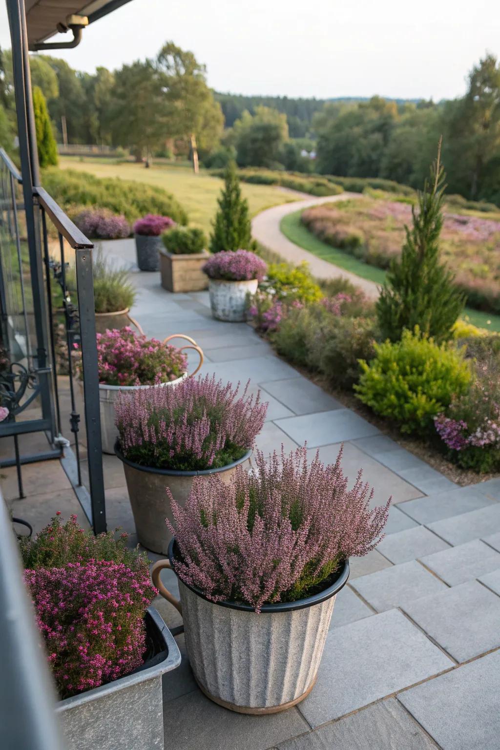 Heather plants in containers for versatile garden decor.