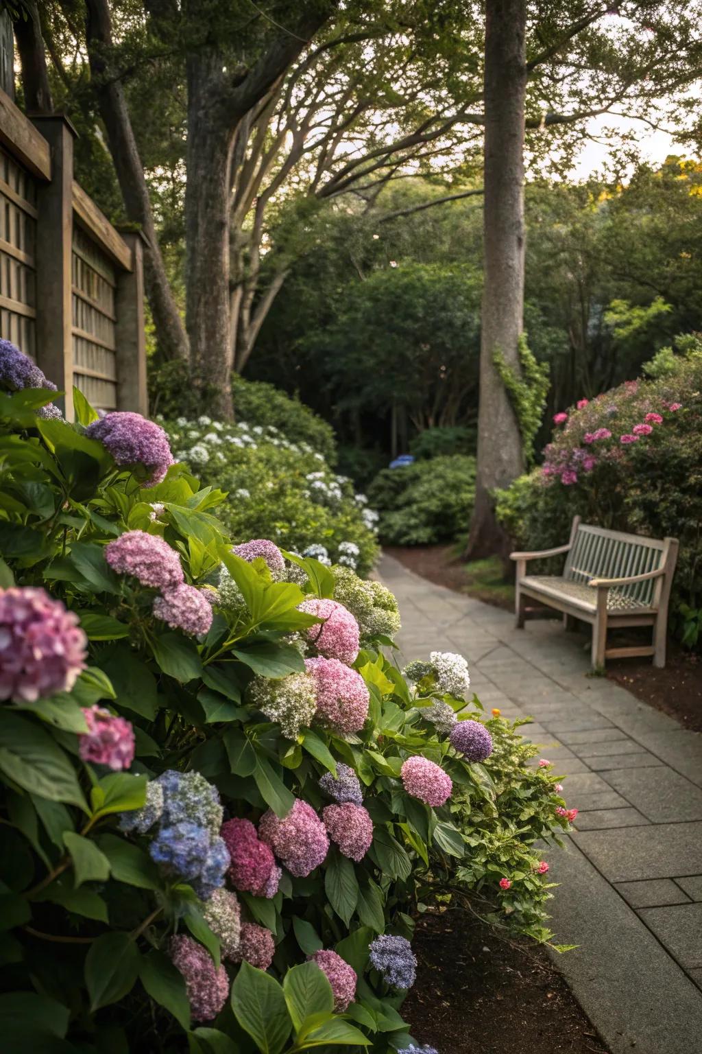 A cozy garden corner blooming with vibrant hydrangeas.