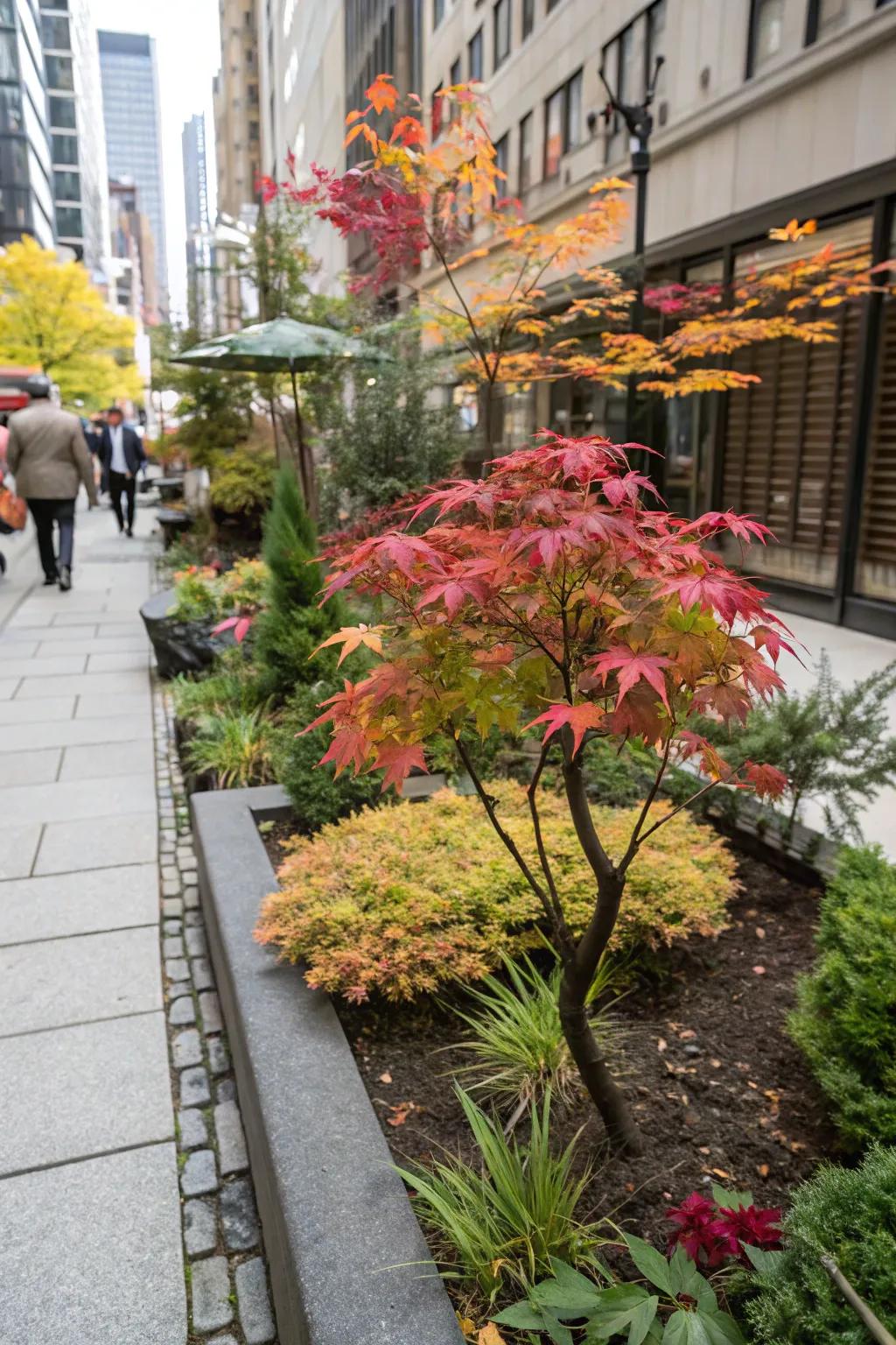 Achieve big impact in small gardens with dwarf Japanese maples.