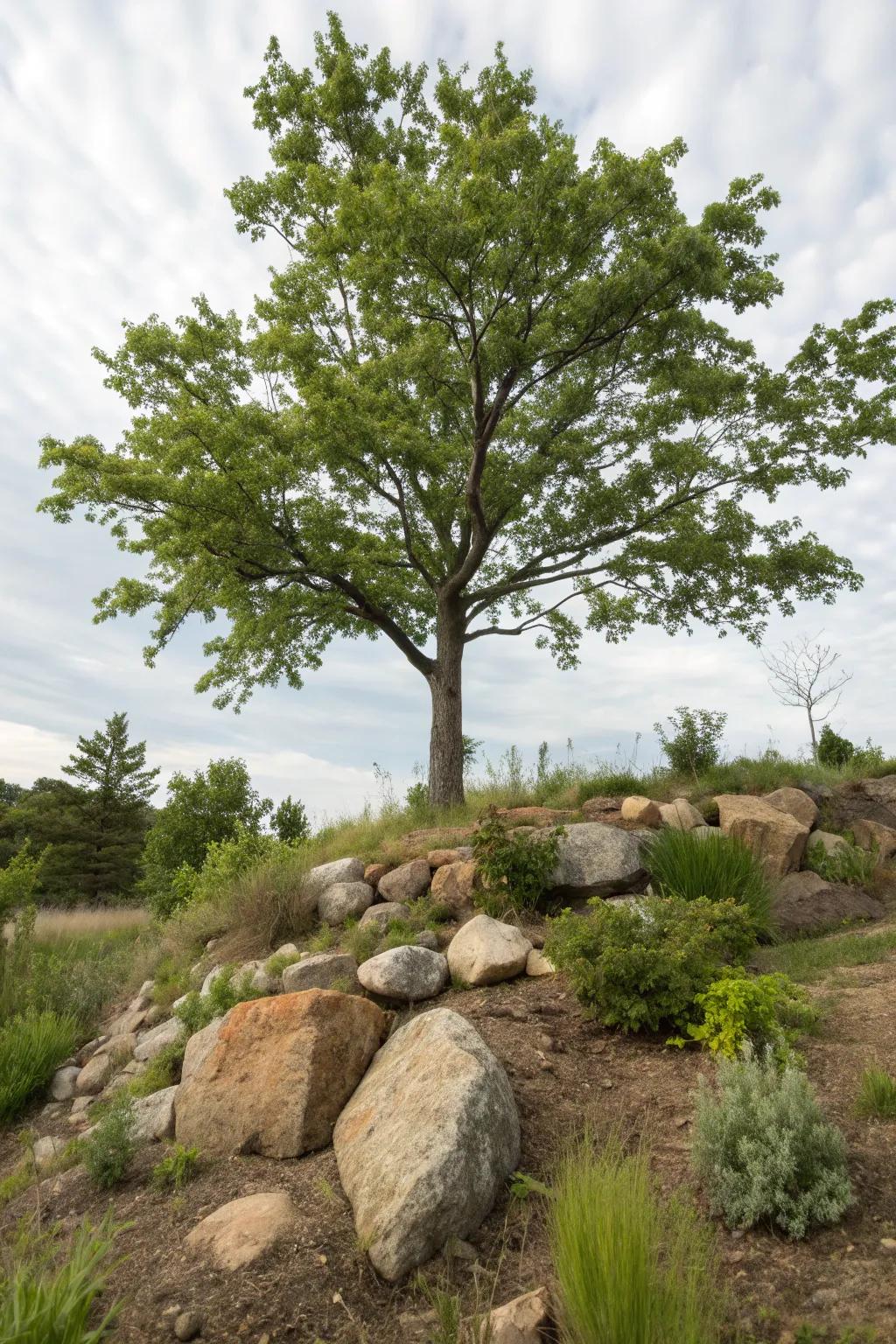 Erosion control techniques beautifully integrated around a tree.