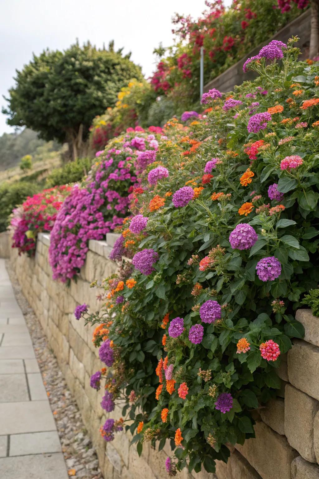 Lantana flowers creating a cascading effect over a garden wall.