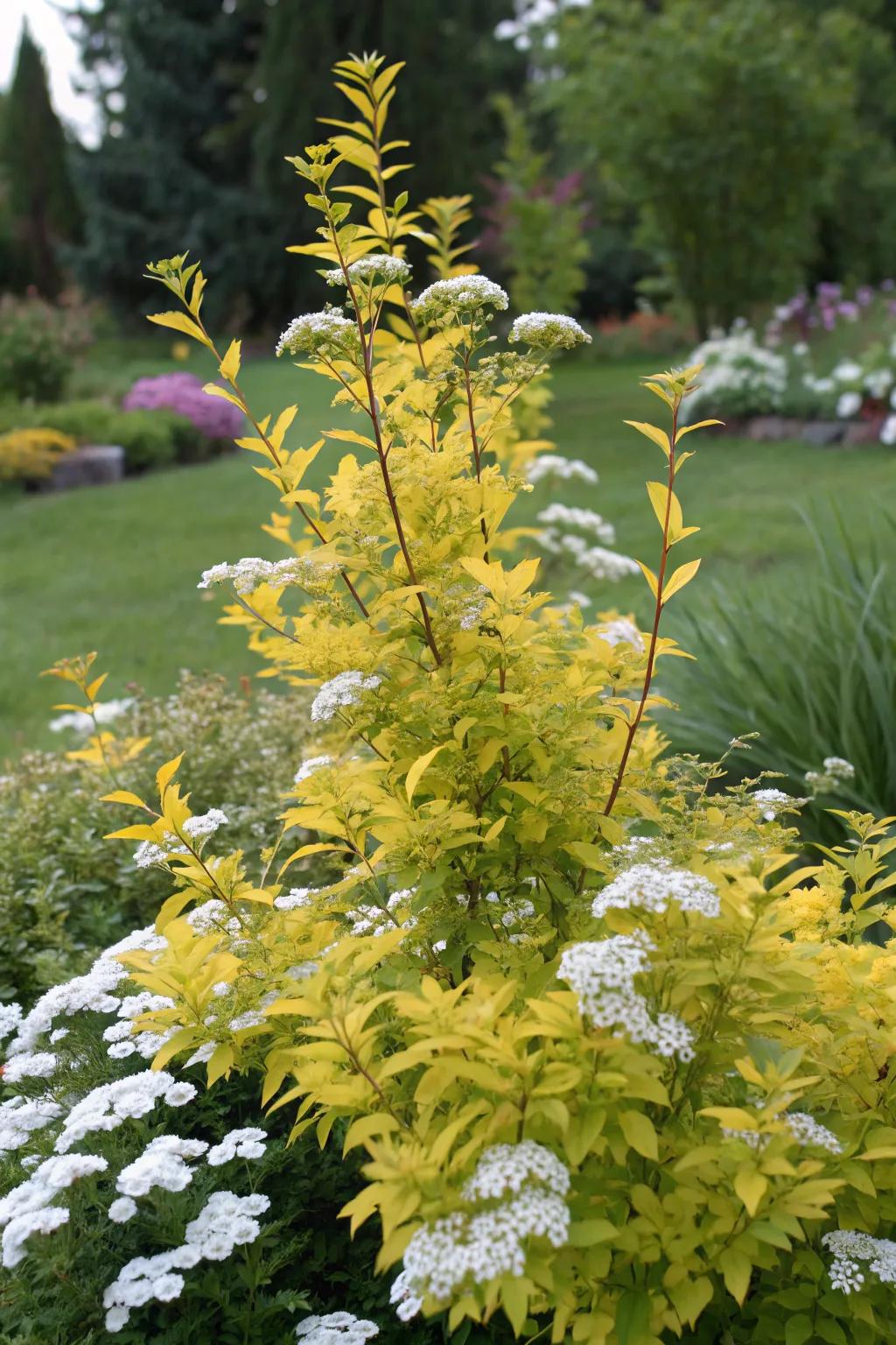 Birchleaf spirea providing vibrant foliage and cheerful blooms.
