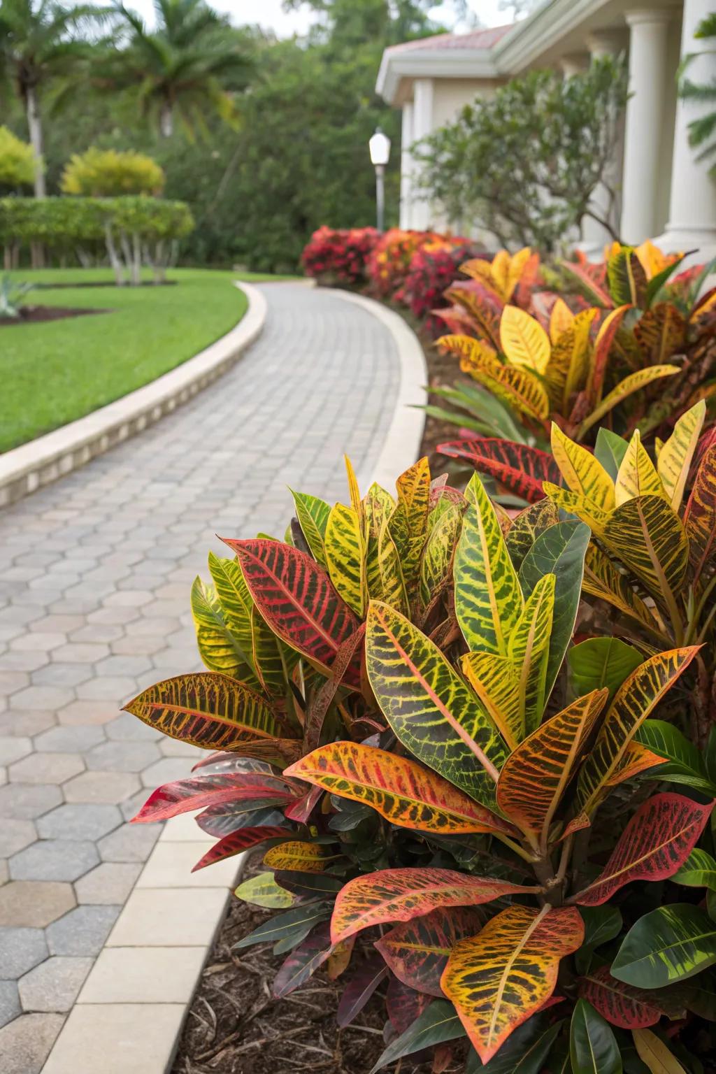Mammy Crotons enhancing a home's exterior with their bright colors.