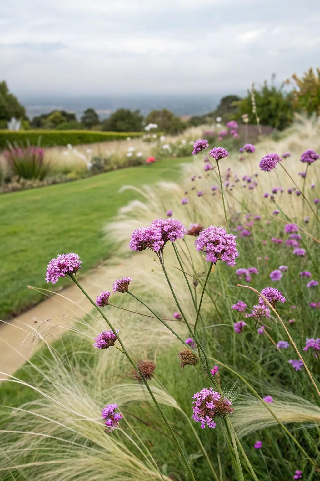 Verbena adds whimsy to Mexican feather grass gardens.