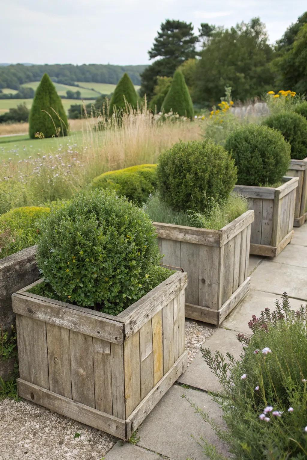 Rustic planters add charm to boxwoods.
