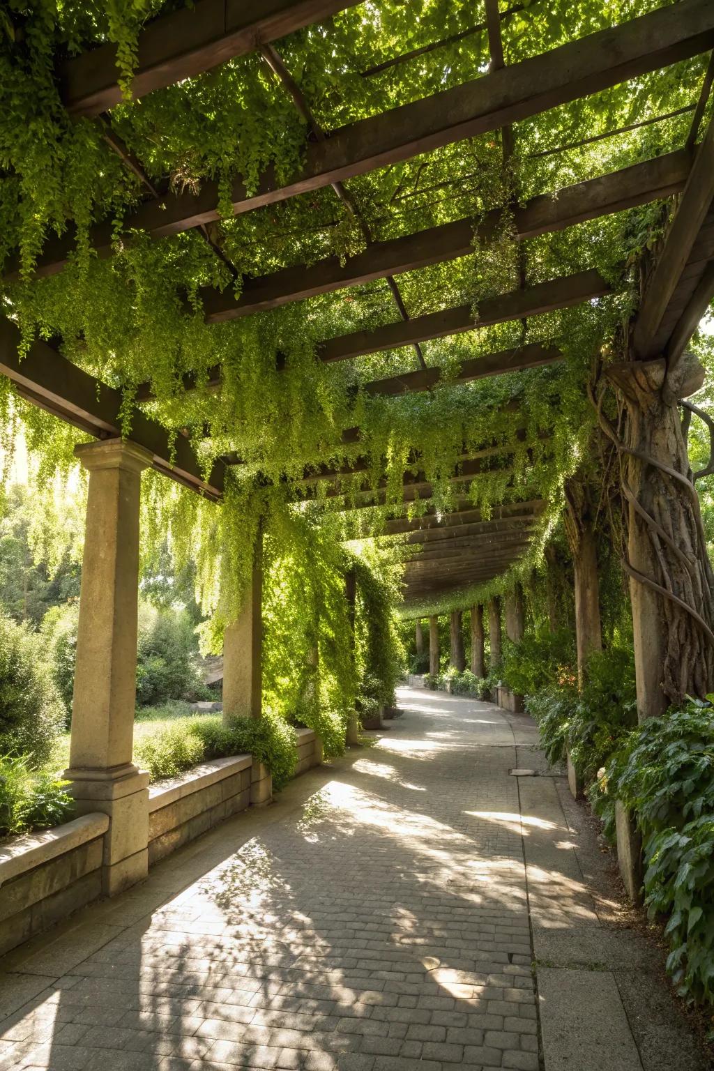Create an overhead garden with hanging plants on your pergola.