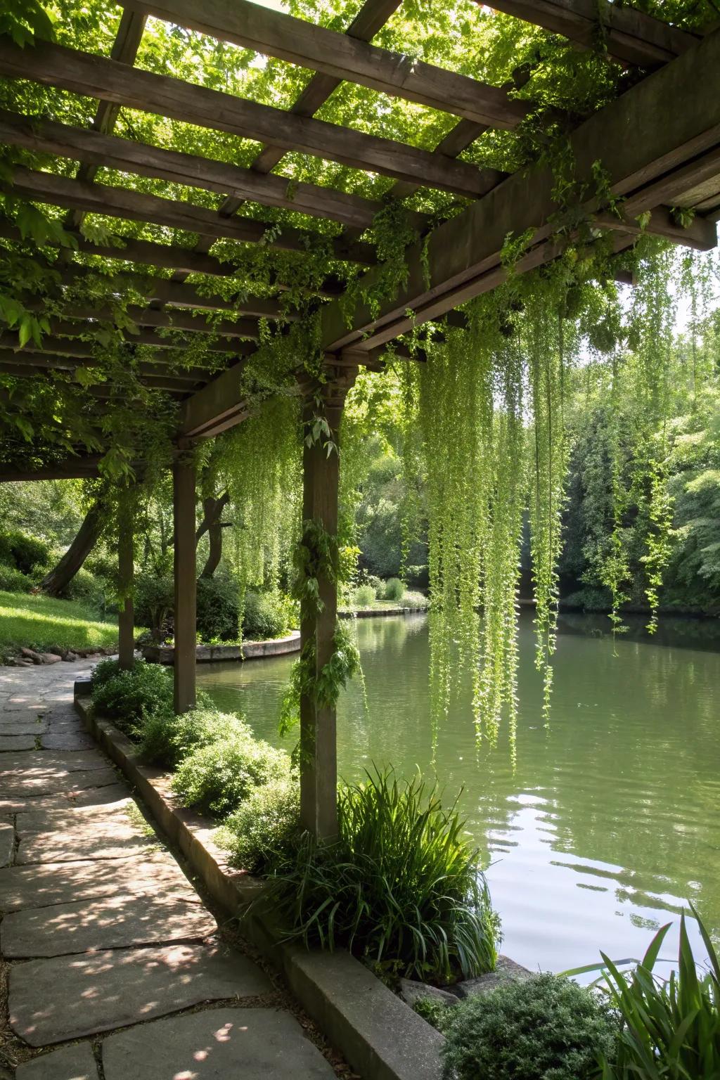 Cascading vines creating an enchanting shaded environment.