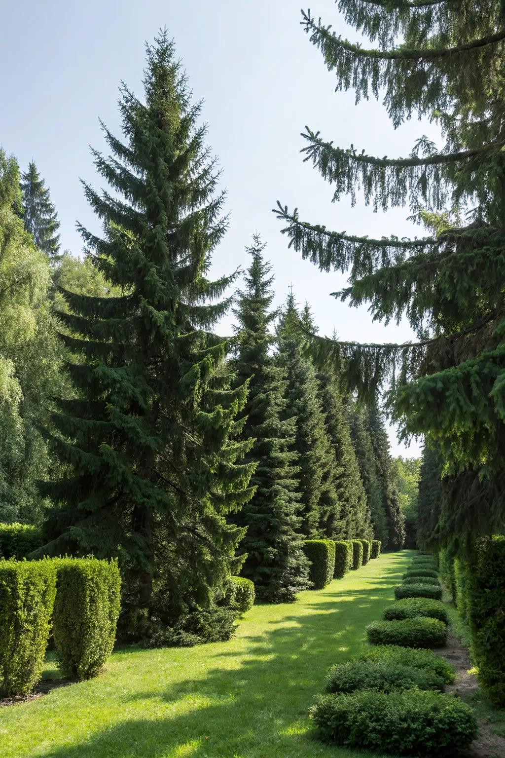 Norway Spruce trees offer a classic and elegant privacy solution.