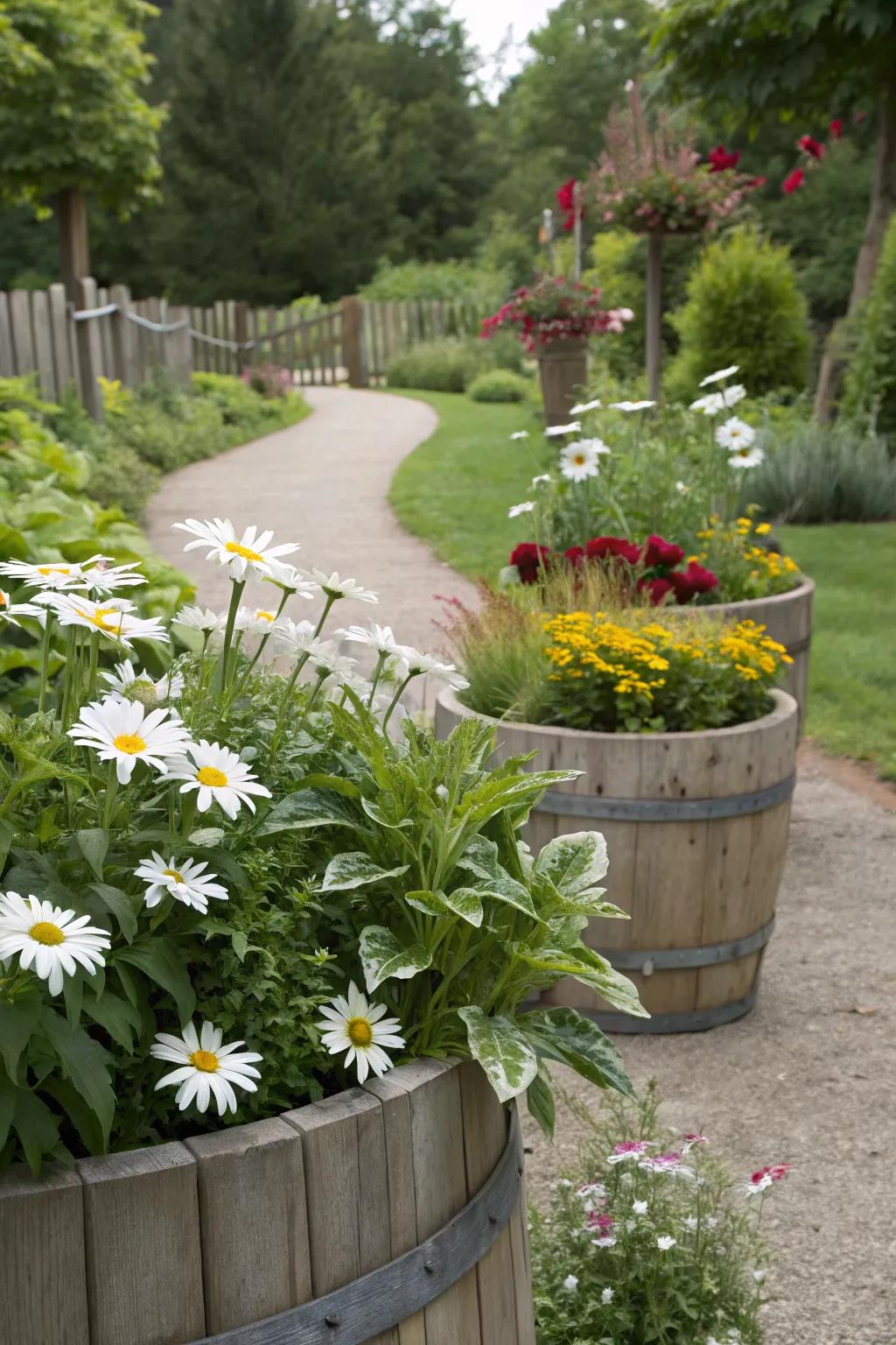 Seasonal charm: Shasta daisies in versatile container displays.