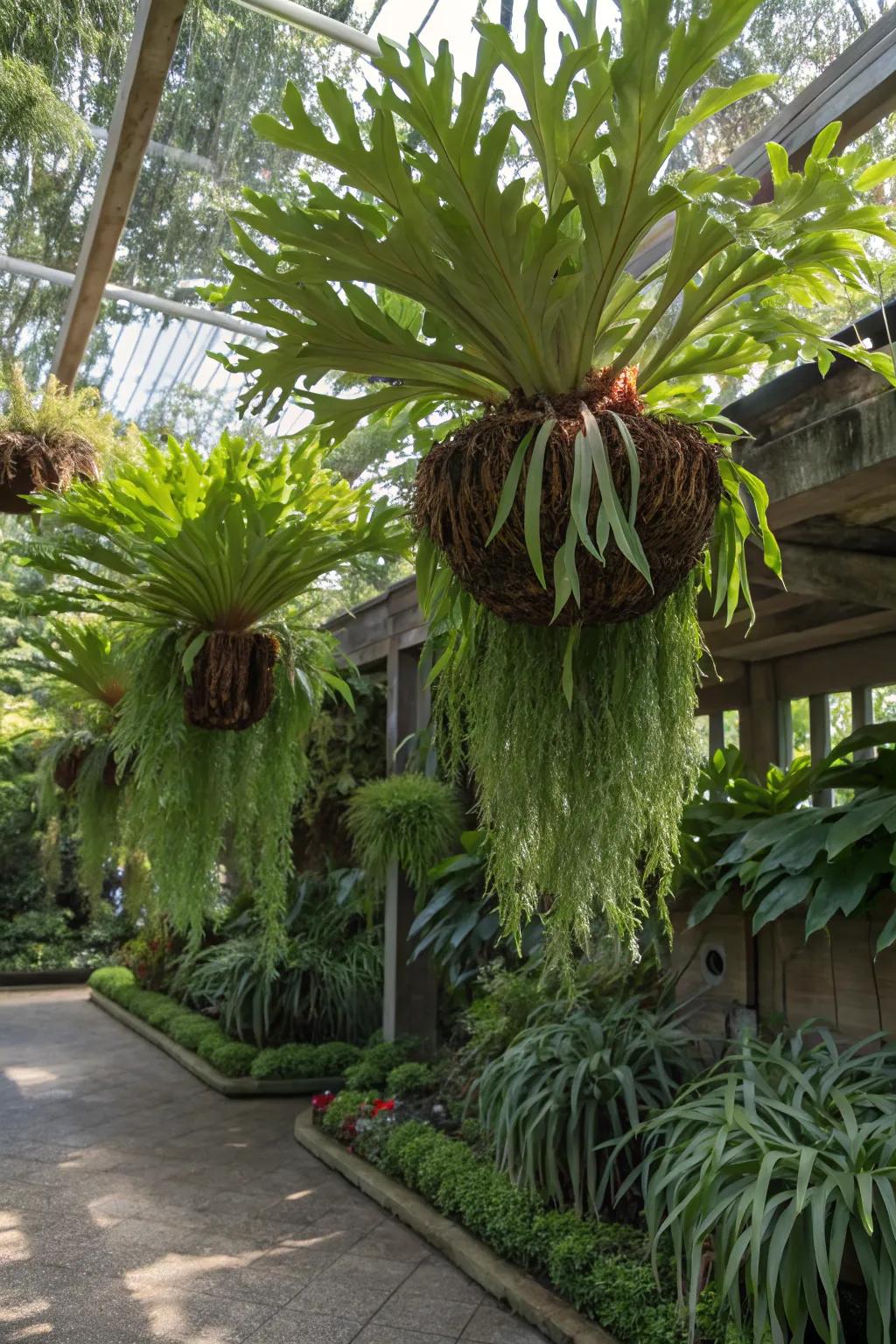 A lush, clustered hanging garden of staghorn ferns creates a stunning display.