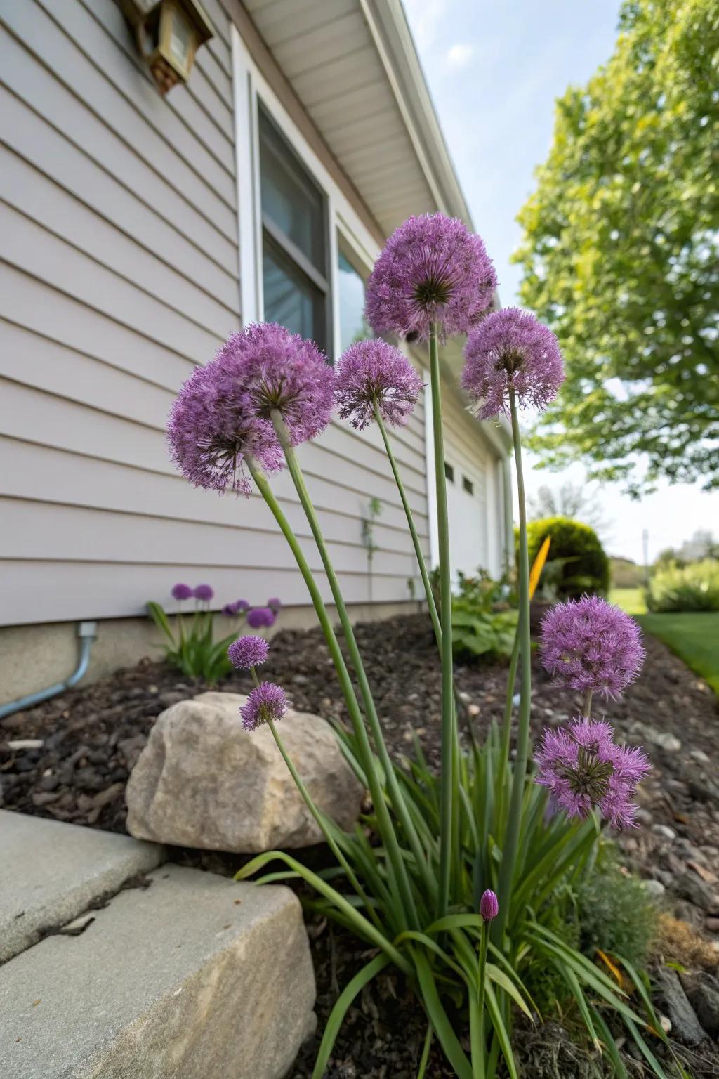 Ornamental onion adds distinctive shapes and colors to the garden.