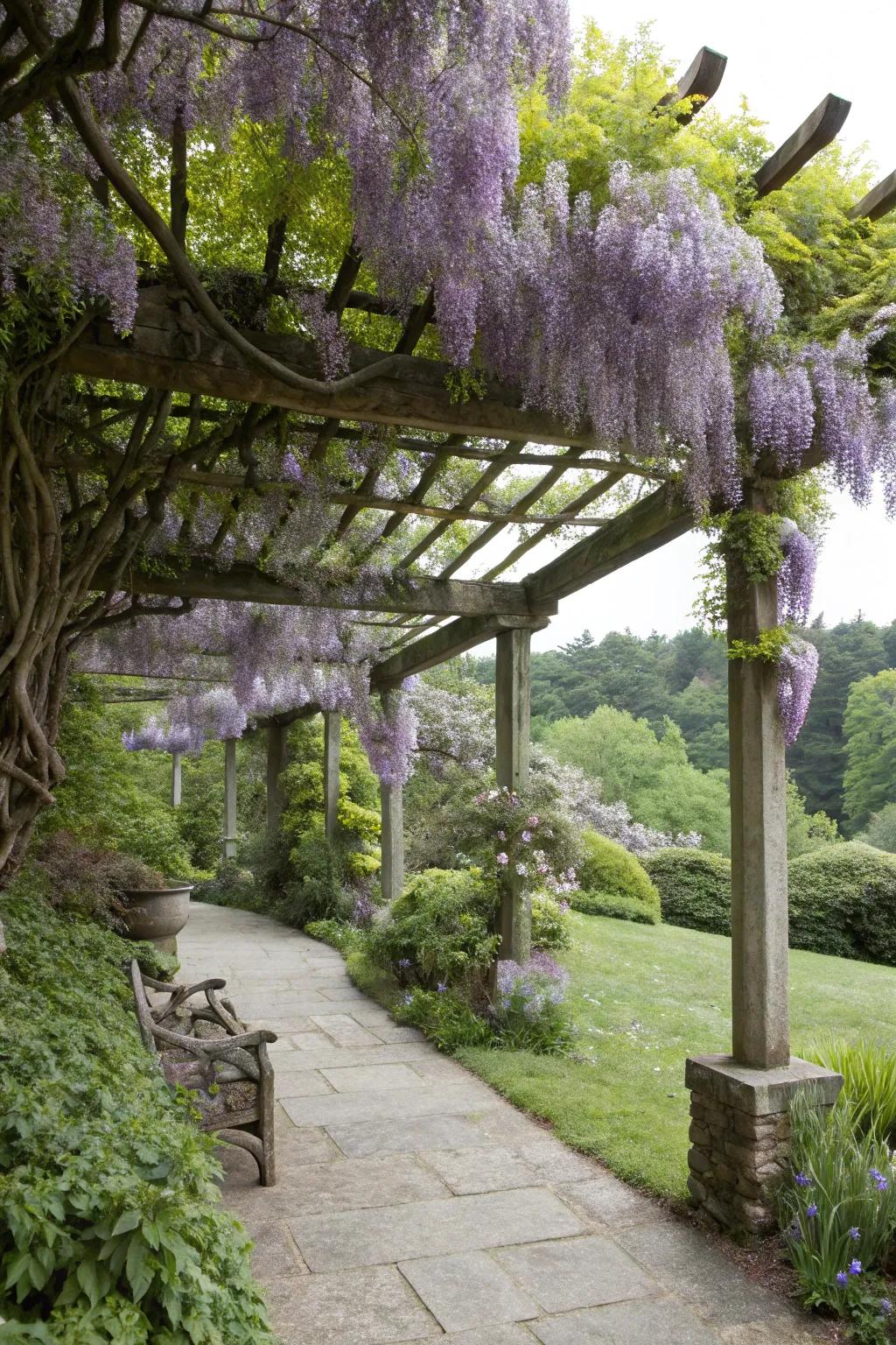 A garden area with wisteria used as natural privacy screens.