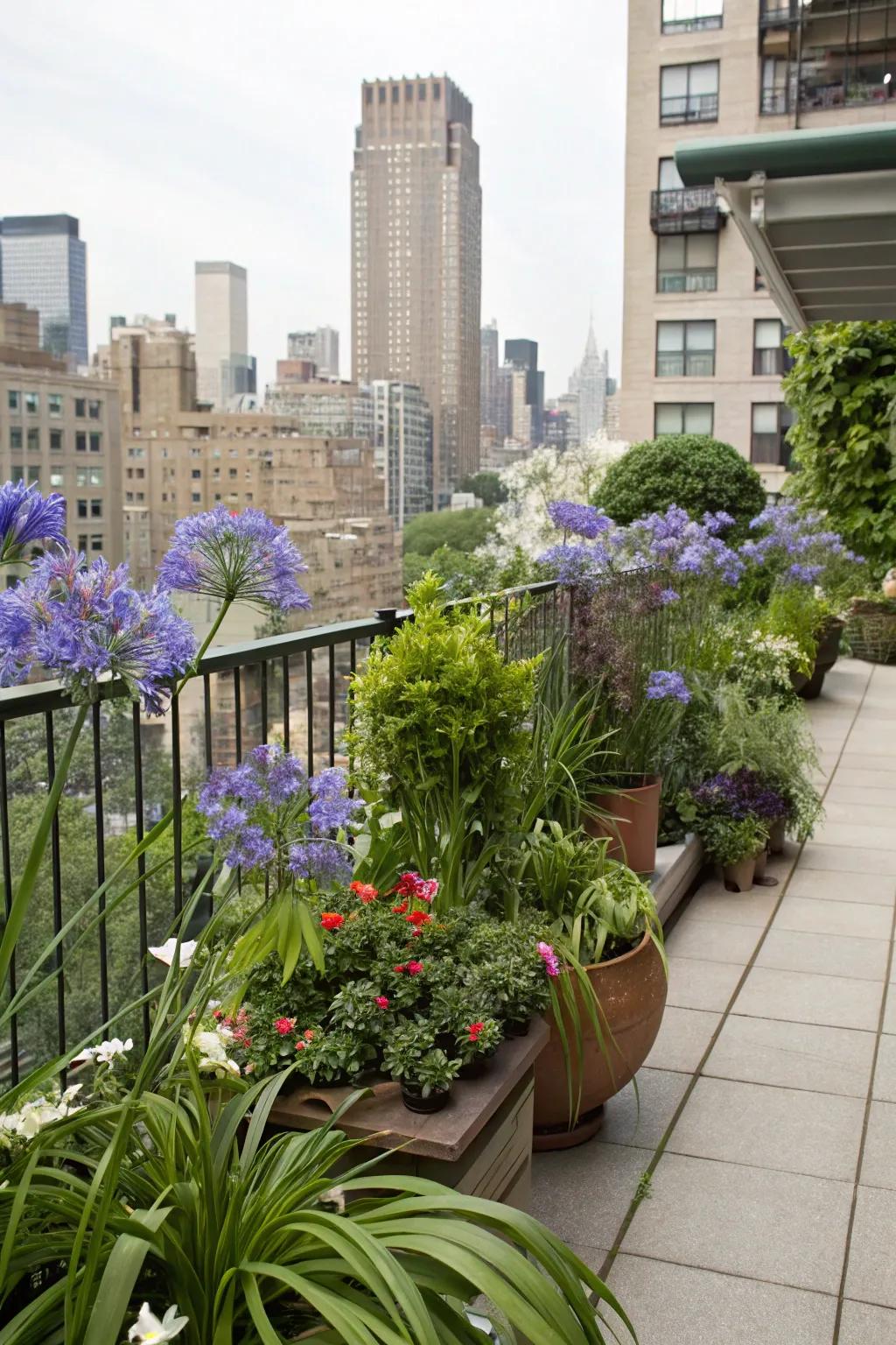 Bring nature to urban spaces with vibrant agapanthus.