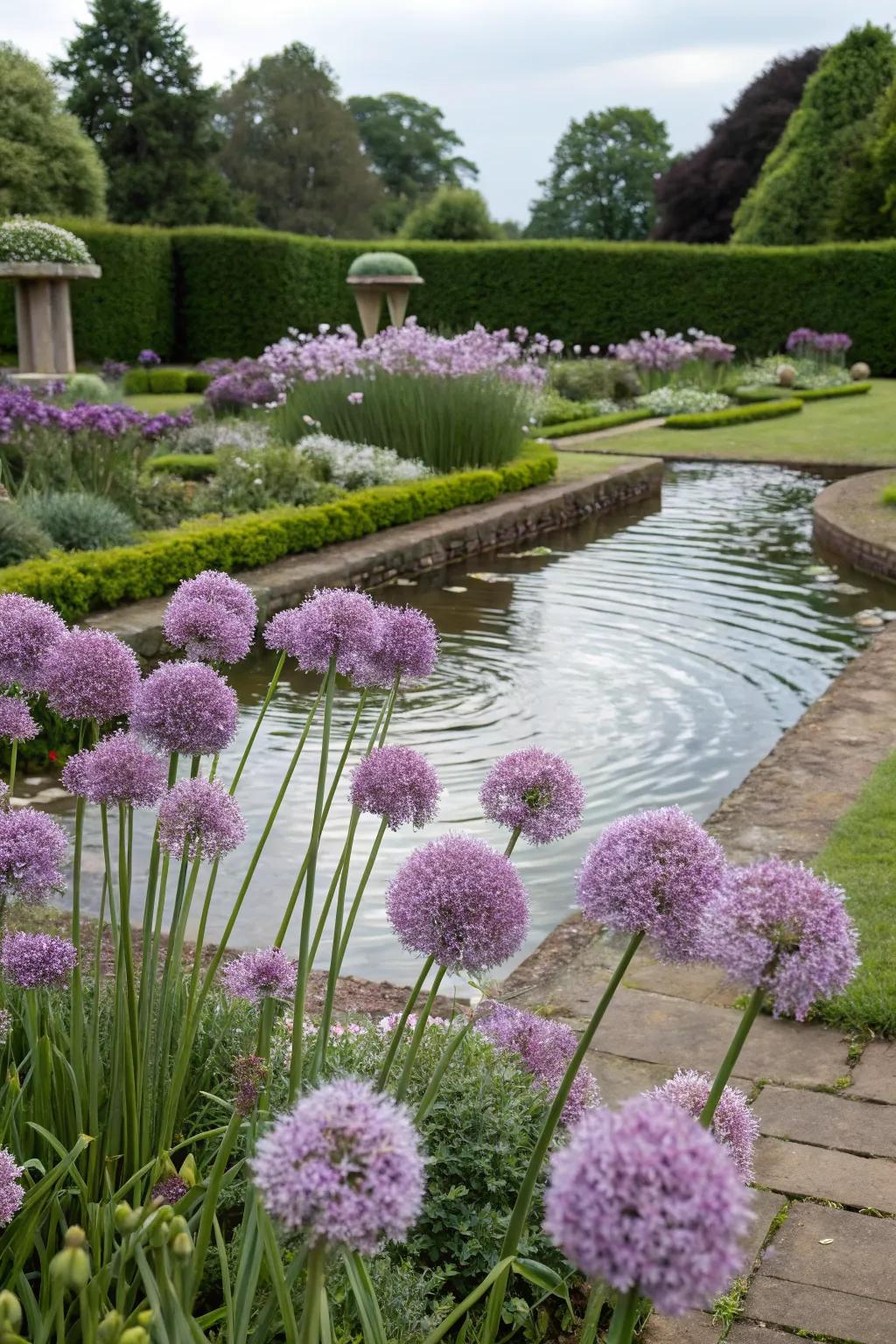 Alliums enhancing a tranquil water feature