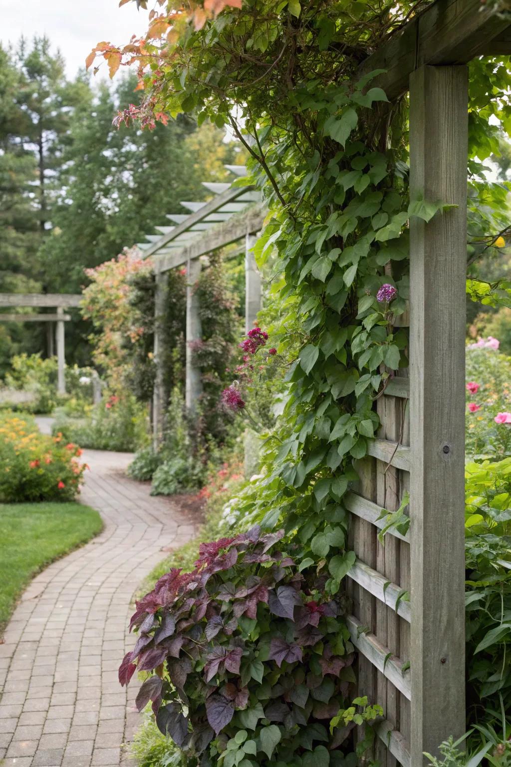 Layered planting on a trellis, creating depth and interest with mixed textures and colors.