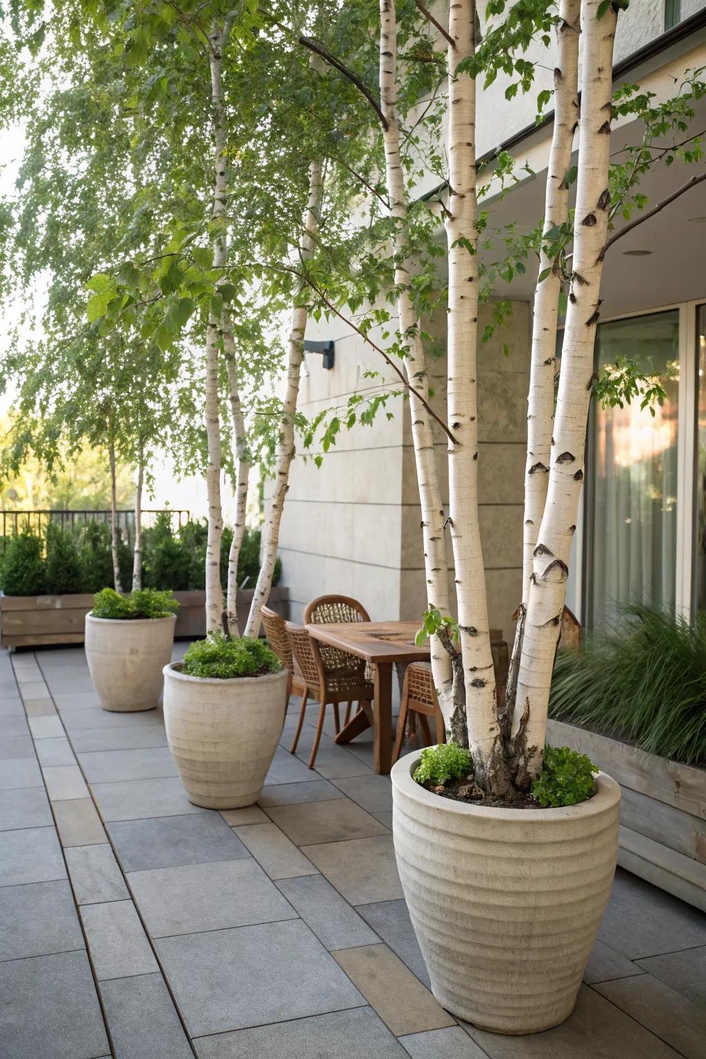 Container-grown birch trees bring elegance to patios and small spaces.