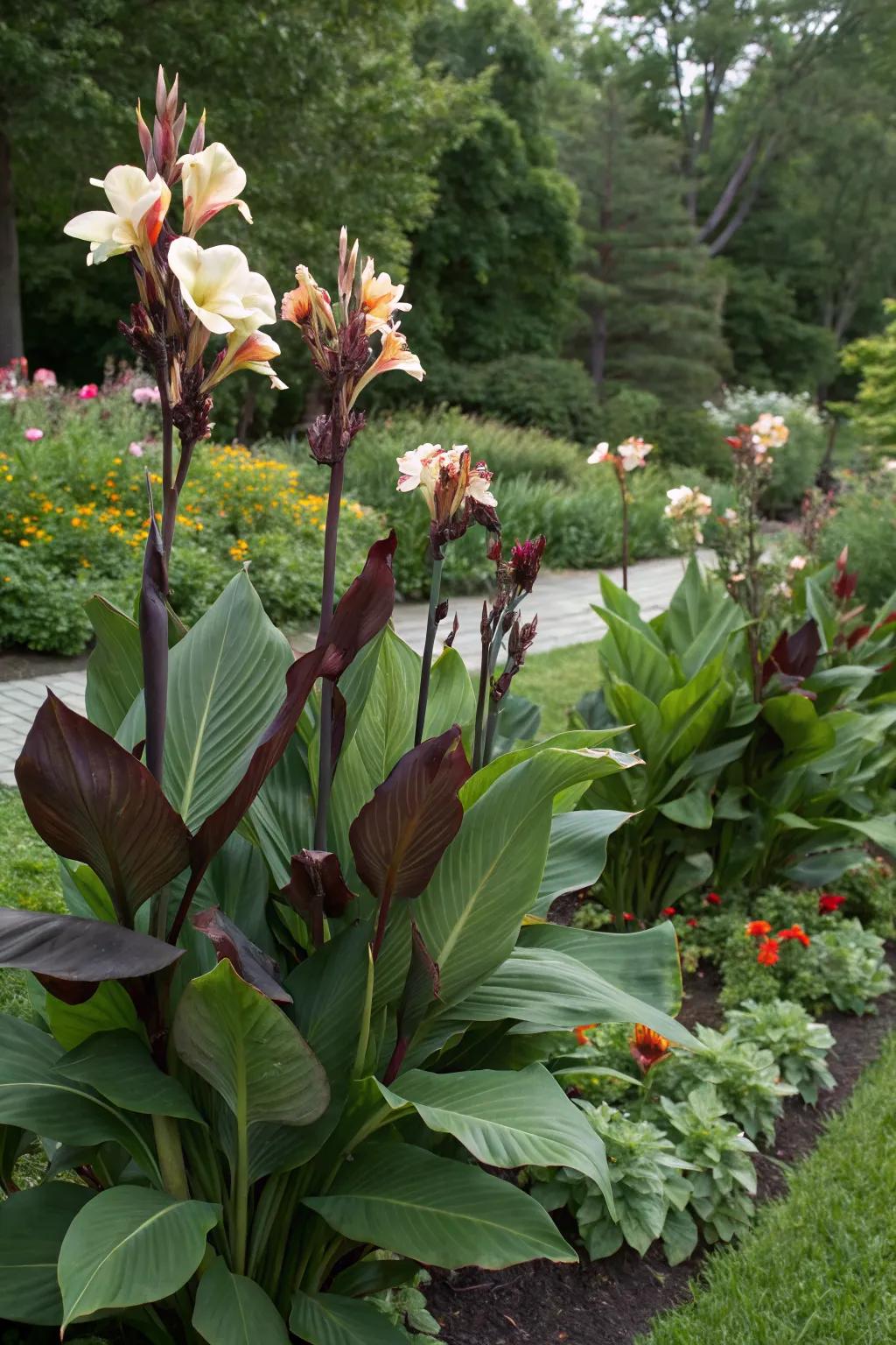 Dark-leaved canna lilies create striking contrasts in the garden.