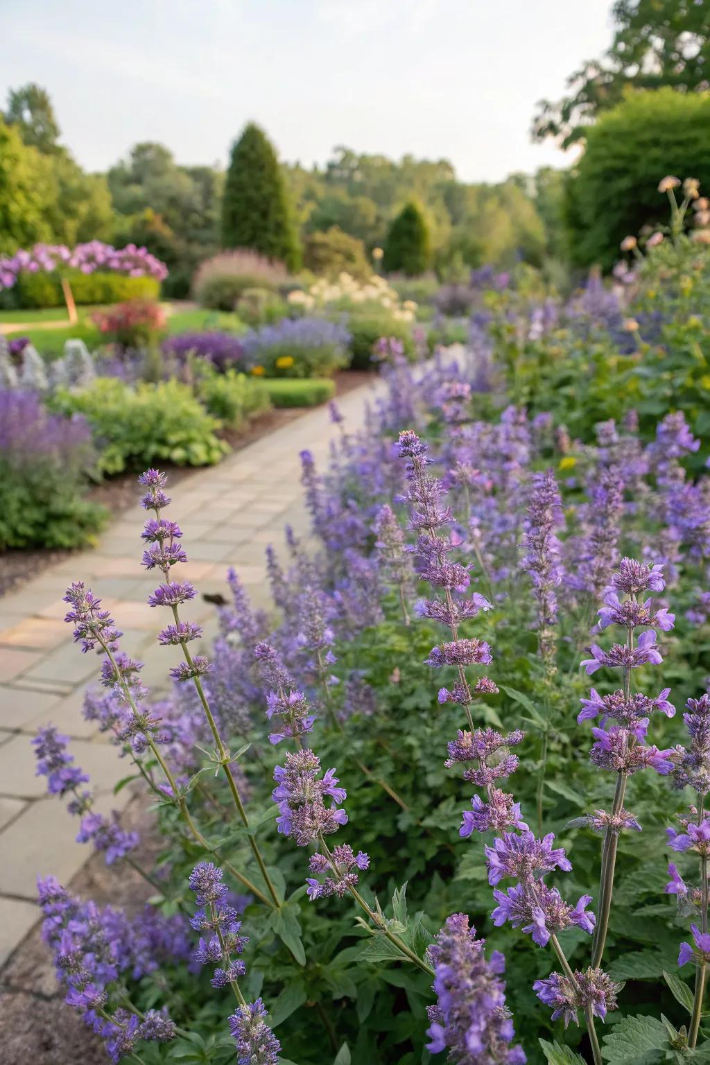 Catmint providing vibrant color in a seasonal garden display.
