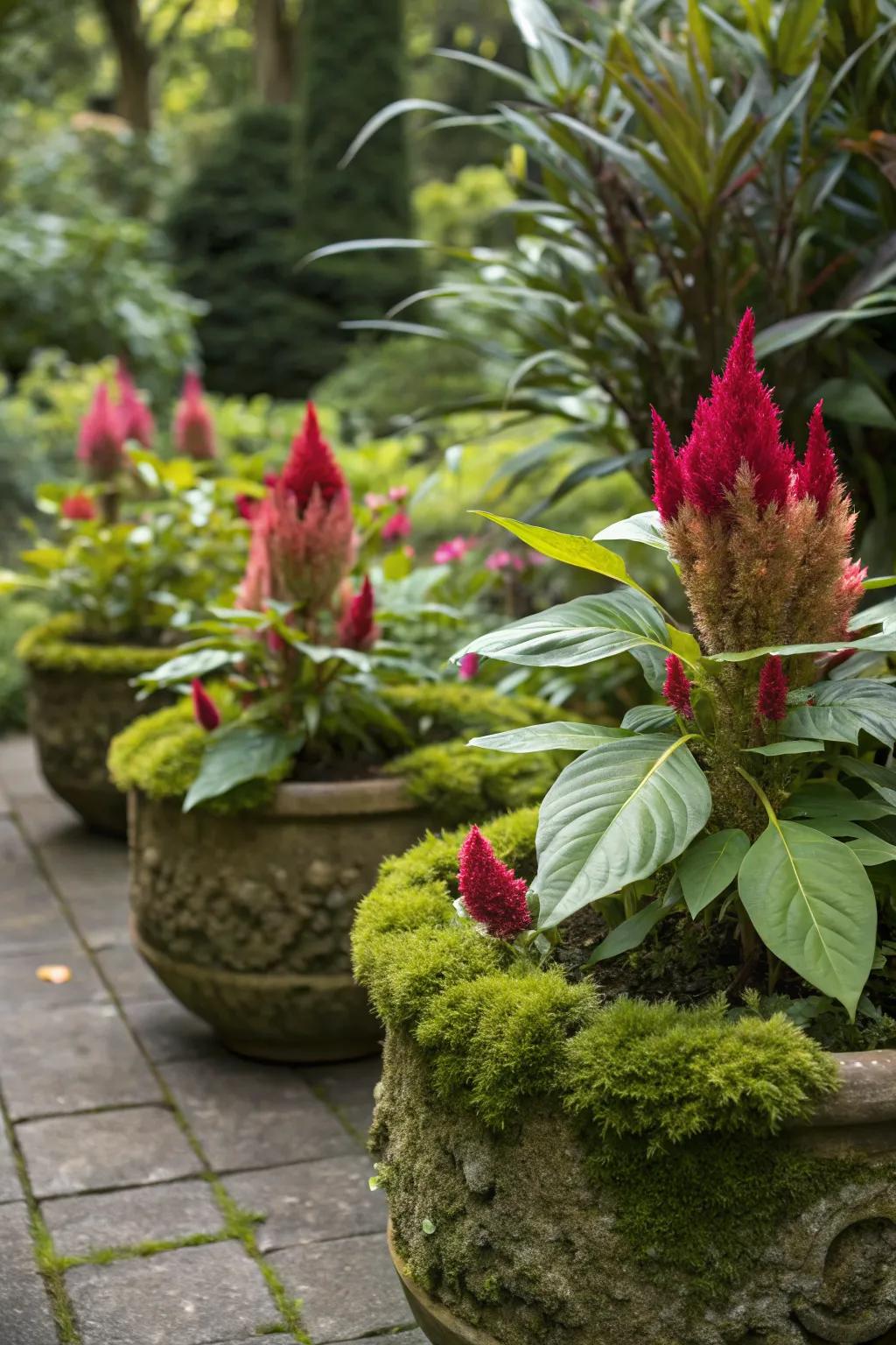 Moss-covered pots add texture and depth to celosia displays.