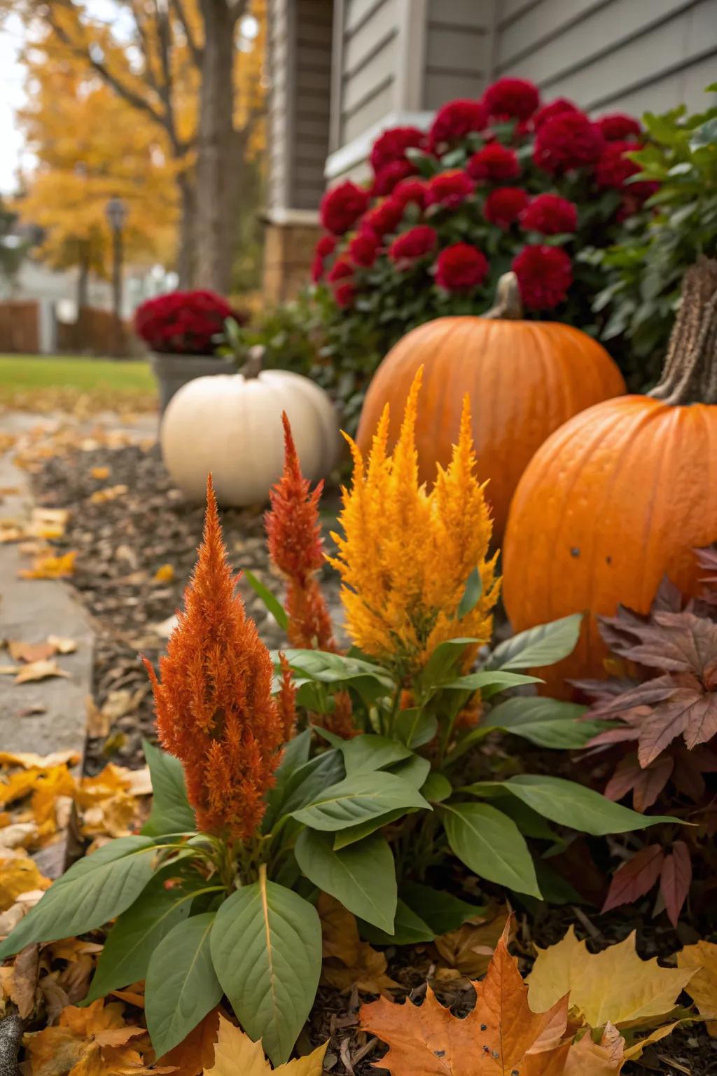 Celosia adds vibrant color to autumn garden displays.