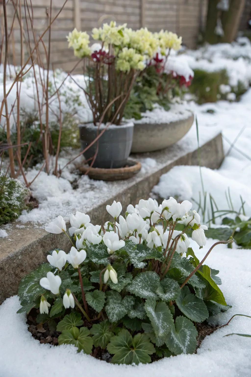 White cyclamen and hellebores create a snowy winter scene.