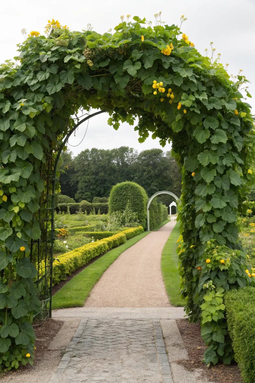 A stunning garden arch transformed by flourishing cucumbers.