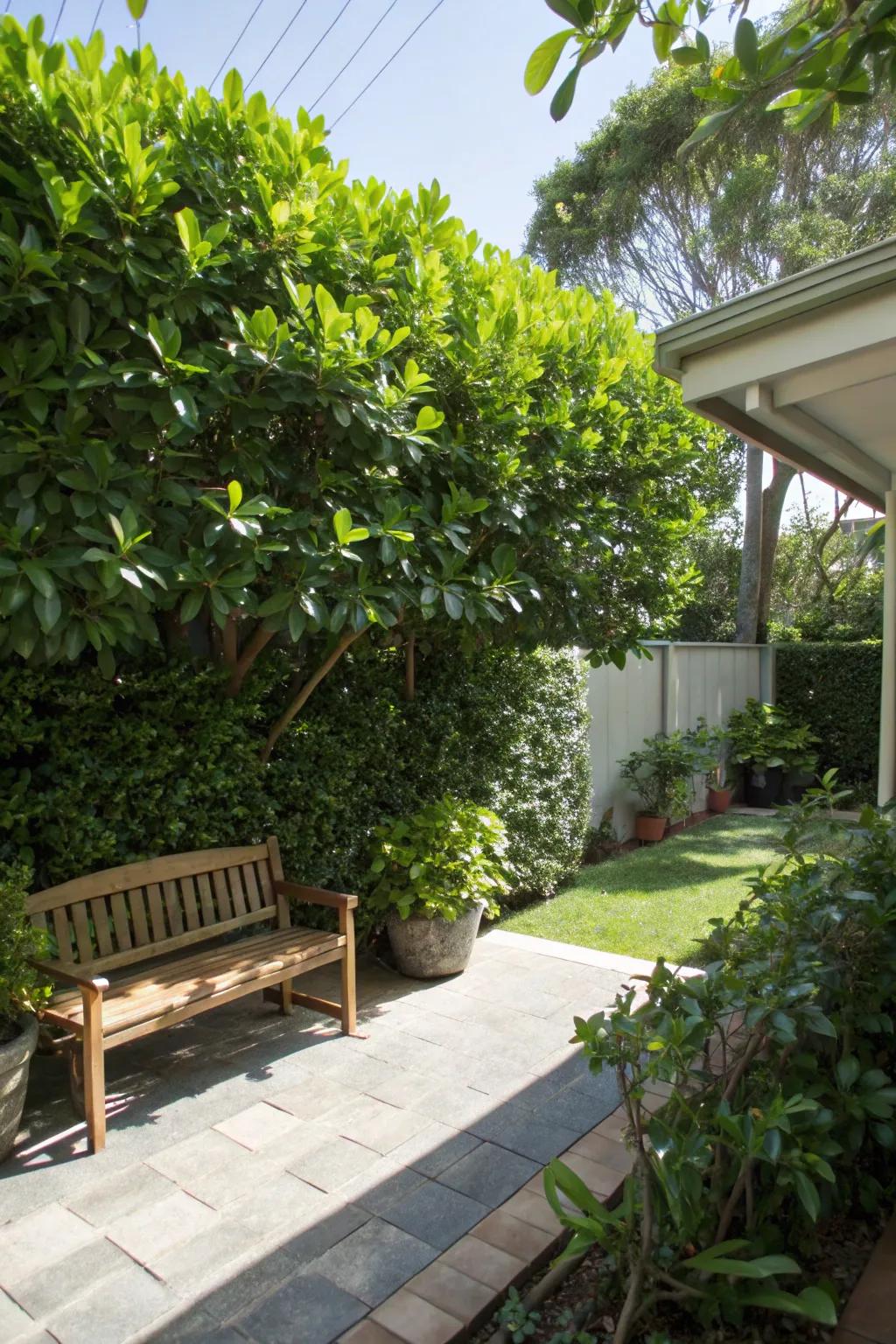 Find shade under a clusia hedge.