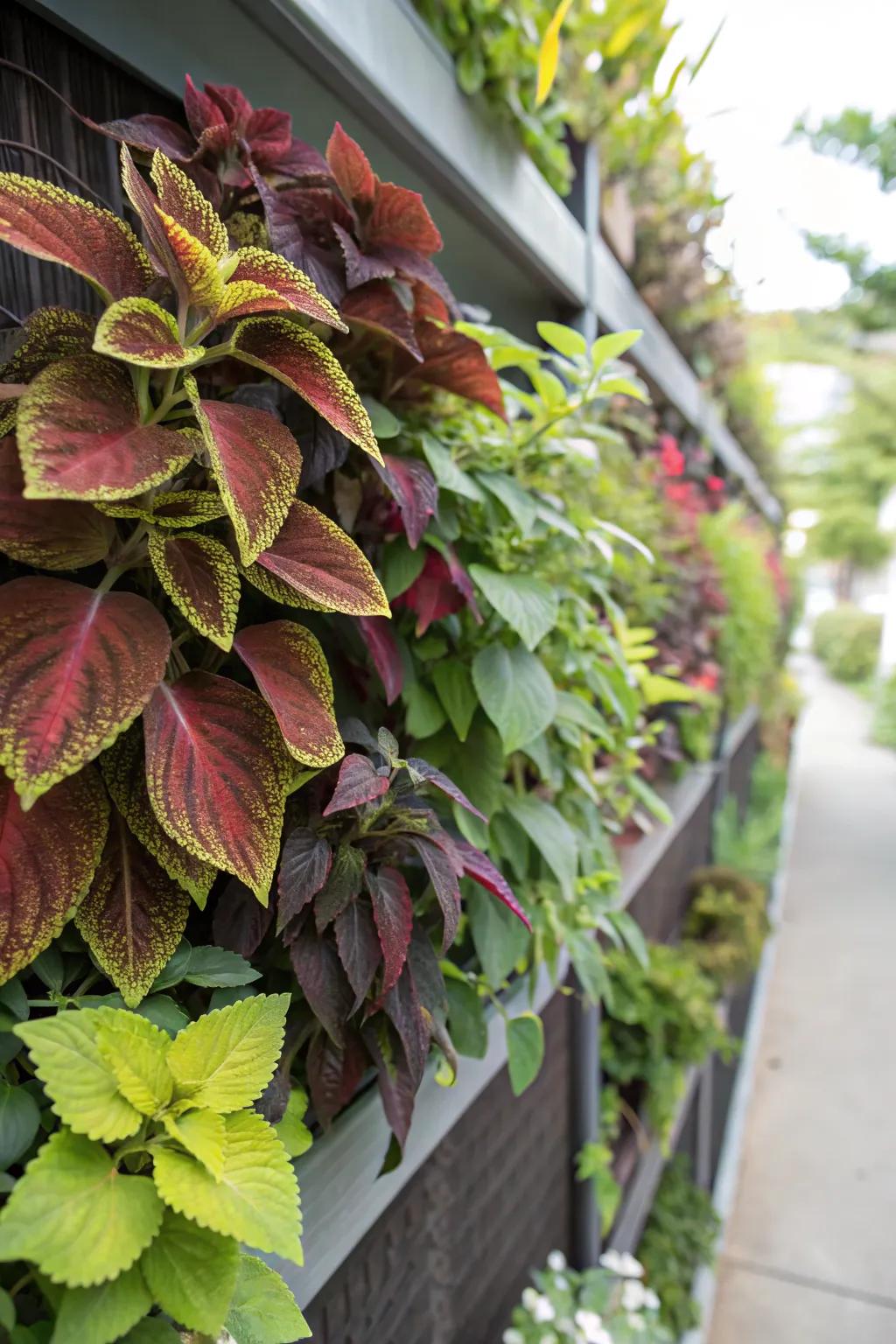 Maximize Space with Vertical Wall Planters of Coleus