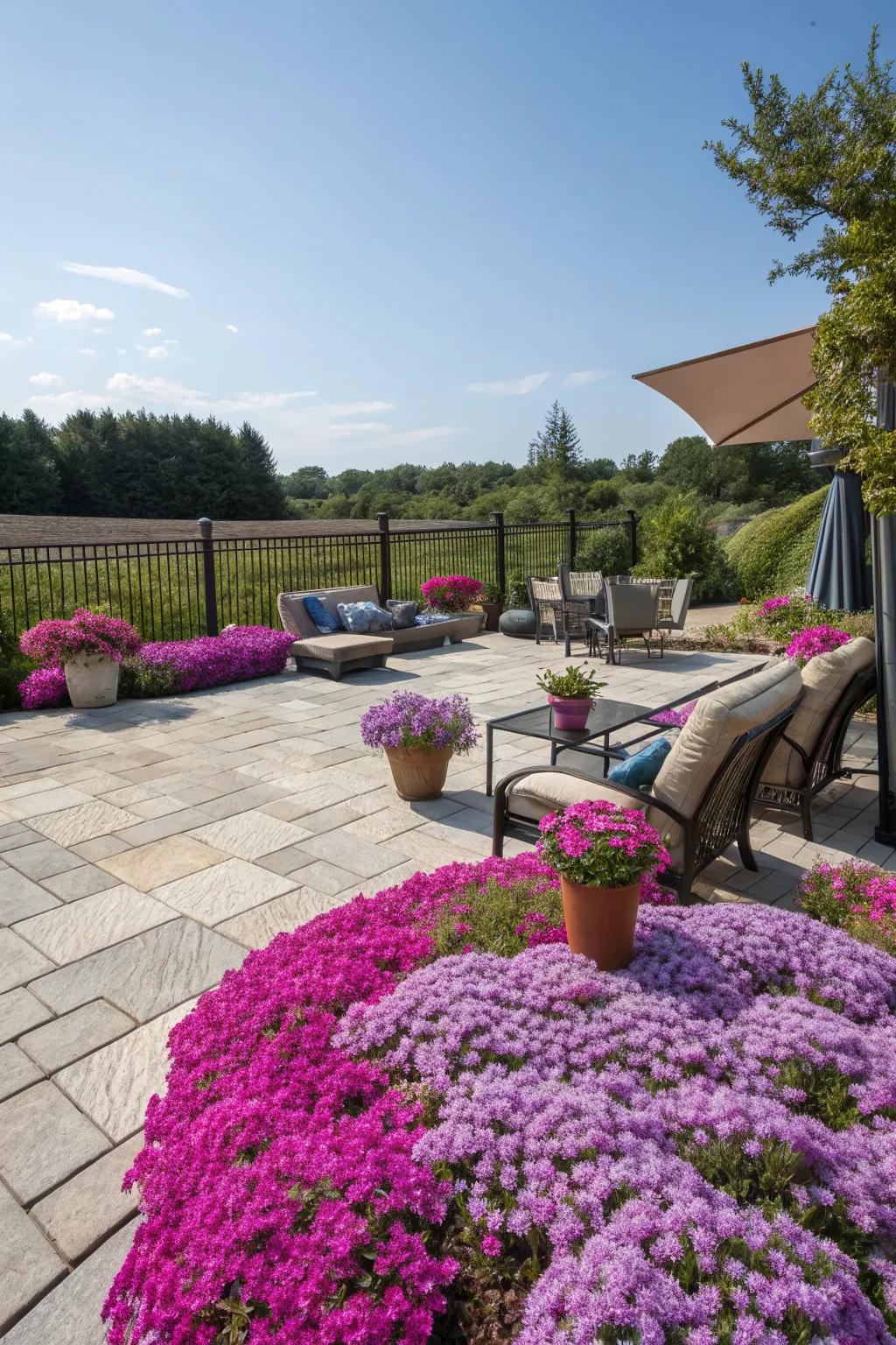 Creeping phlox creating a colorful patio oasis.