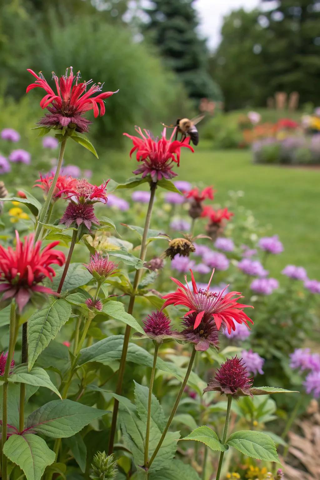 Bee balm draws in pollinators while keeping deer away.