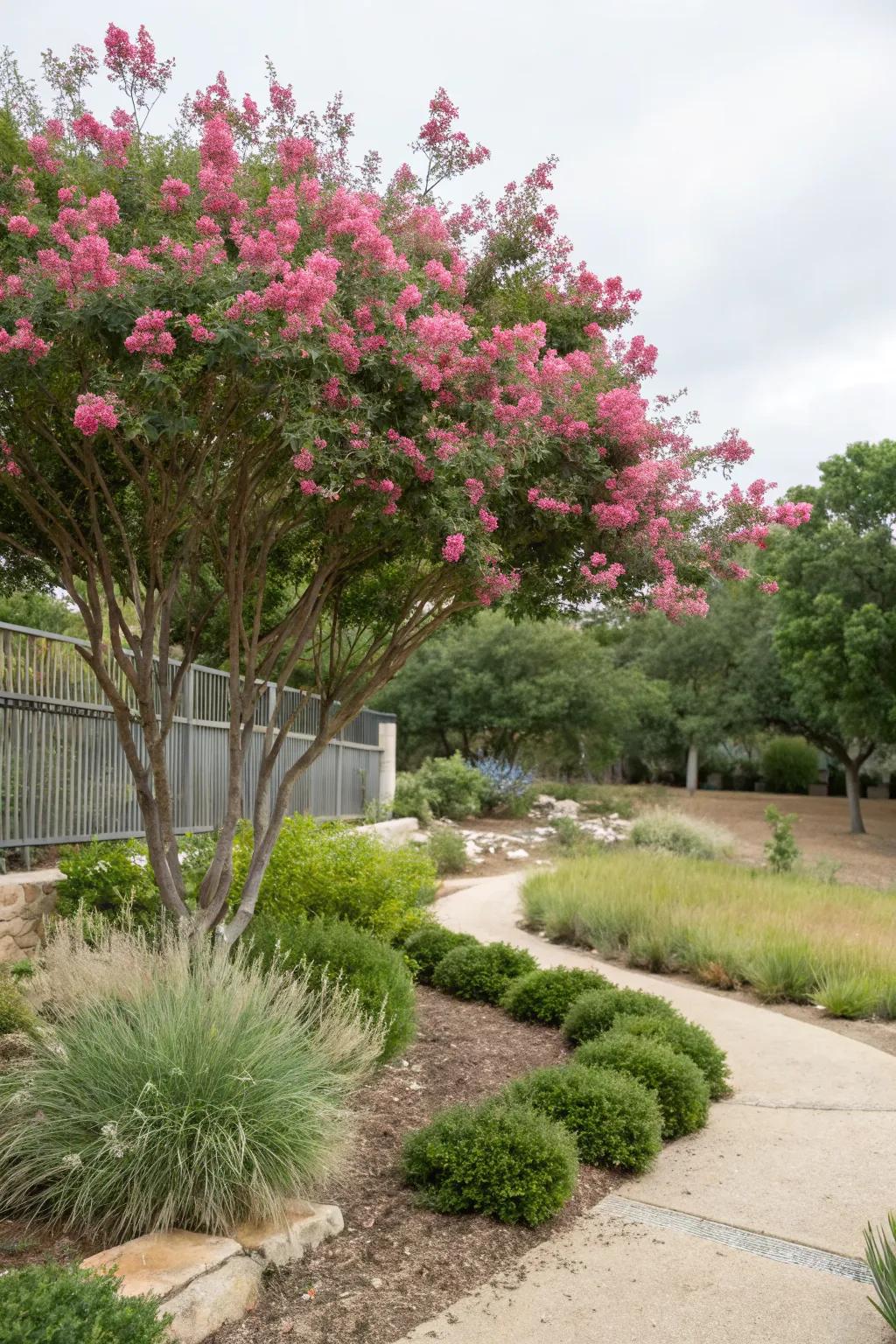 Drought-tolerant trees enhance landscapes with minimal water.