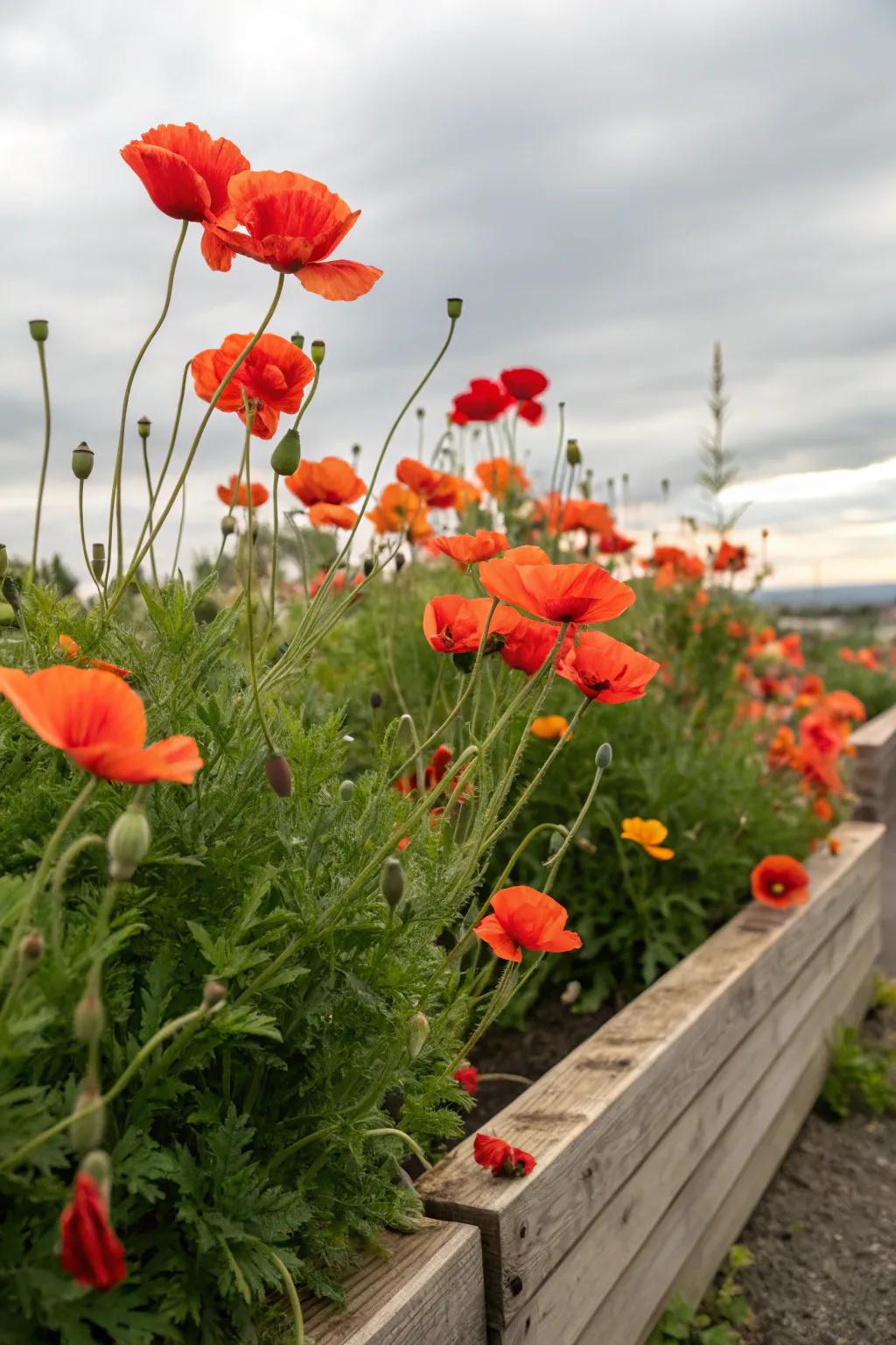 Poppies bring a splash of artistry.